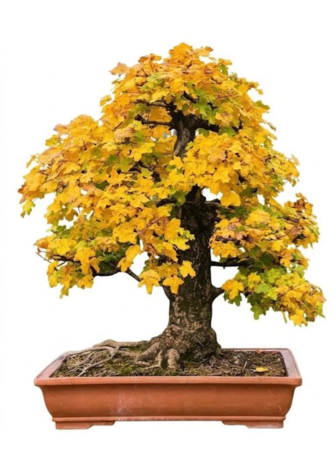 Country Steel Bonsai - Height (Tree): 100 cm - Depth (Tree): 100 cm - Japan