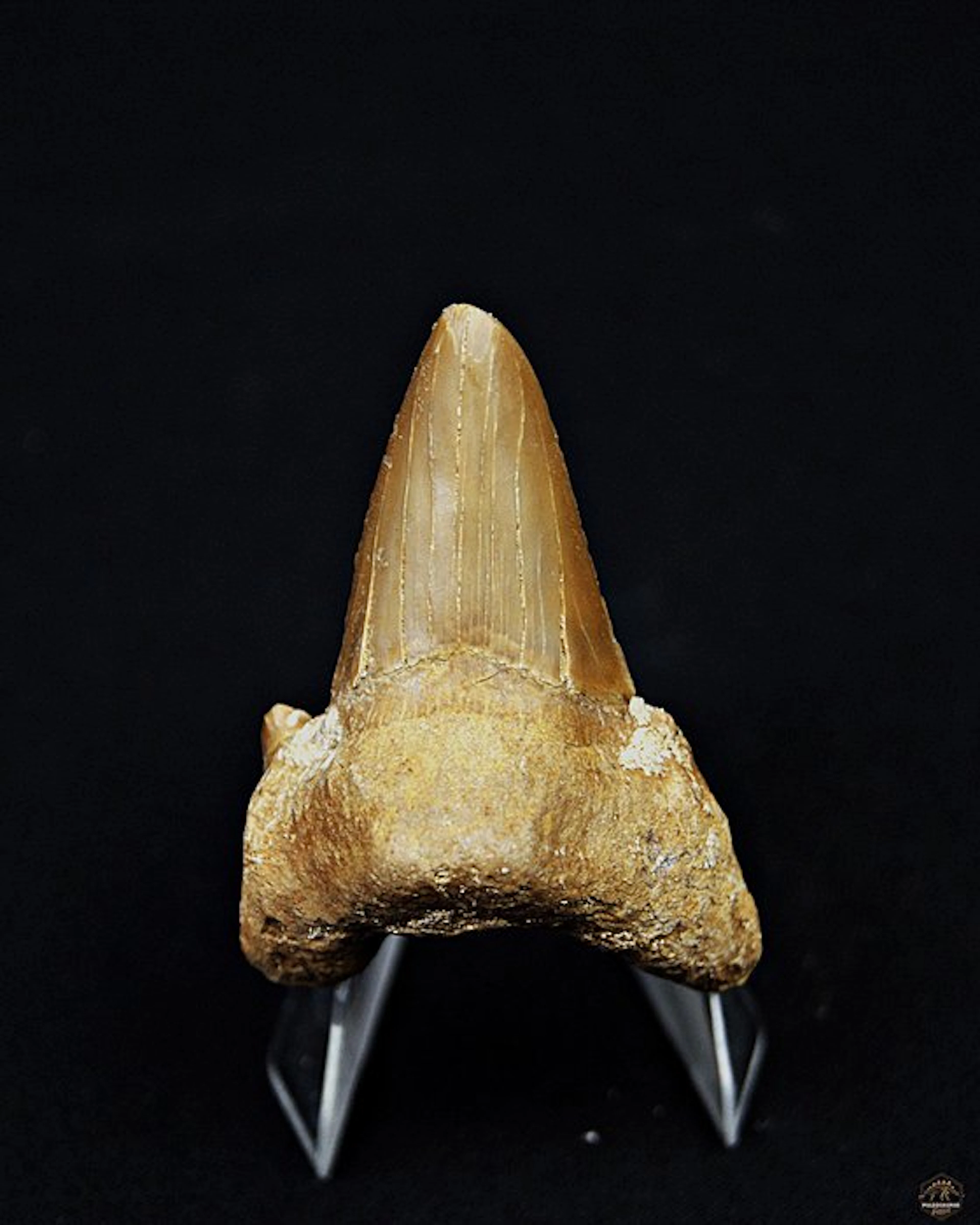Shark - Fossil tooth - Otodus Obliquus (No reserve price)