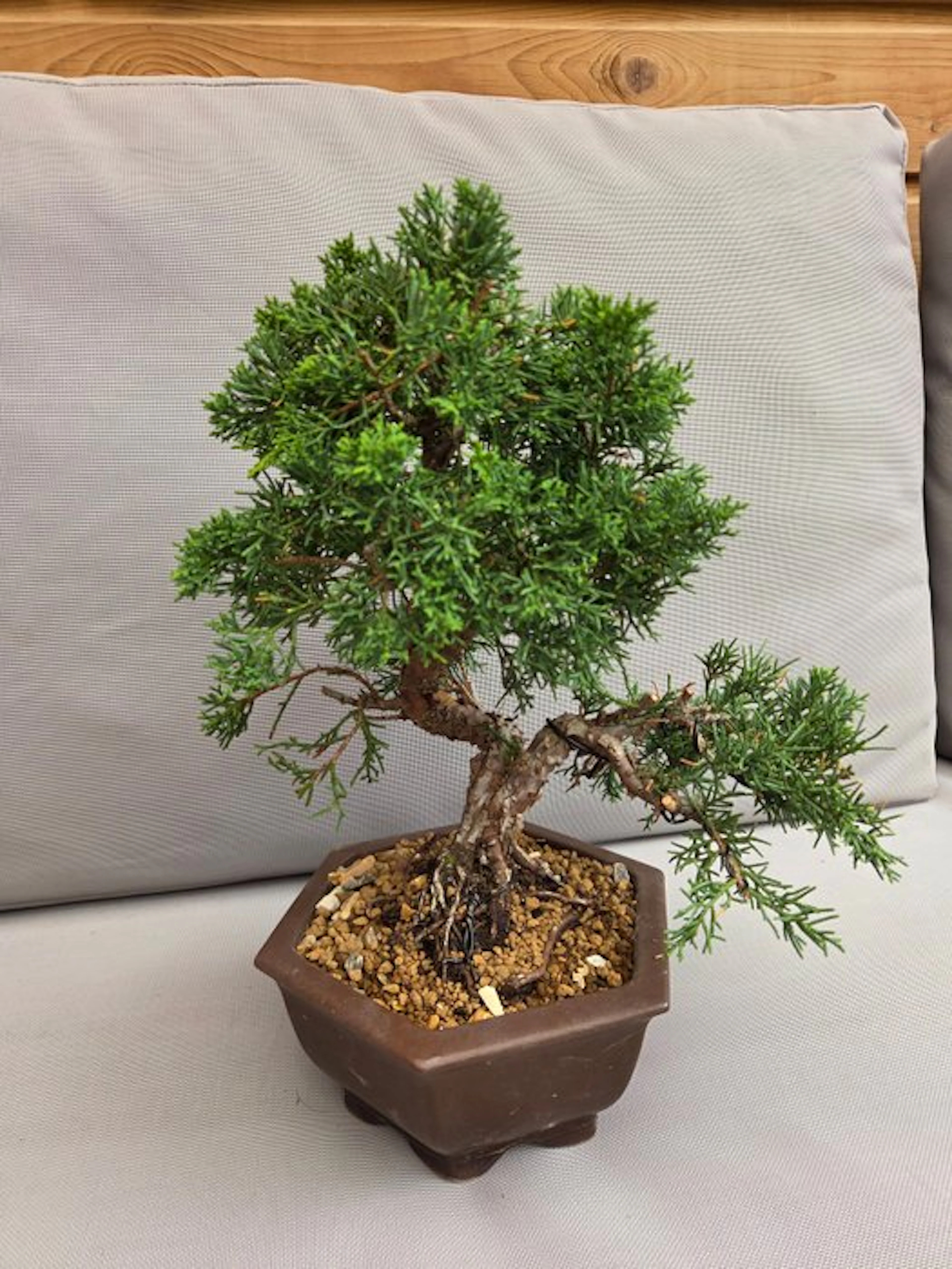Juniper bonsai (Juniperus) - Height (Tree): 30 cm - Depth (Tree): 28 cm - Japan