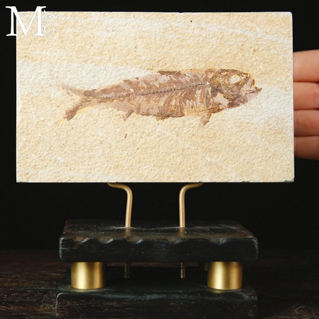 Complete Eocene Knightia Fish Fossil - Fine Skeletal...