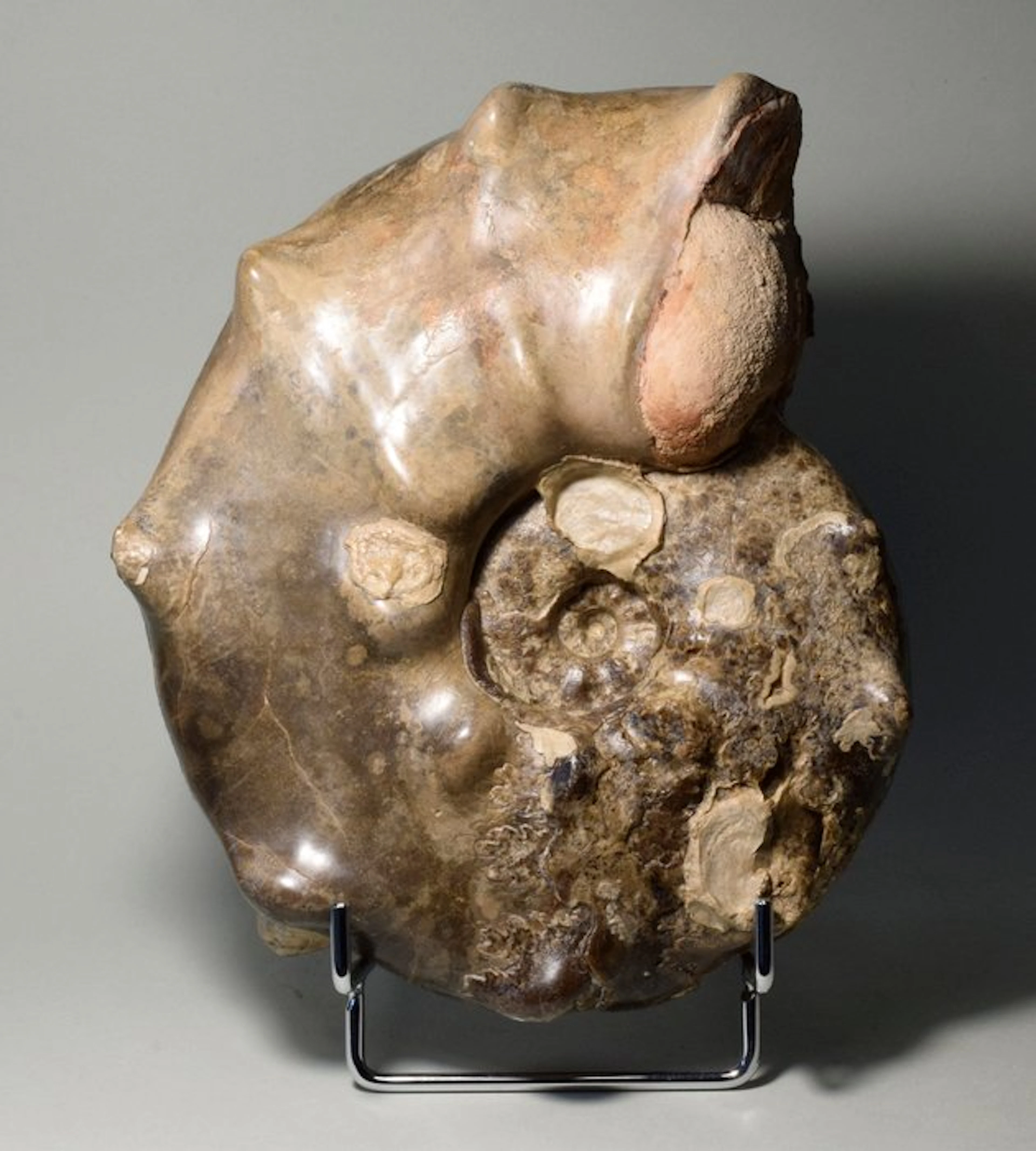 Spiny ammonite - Fossilised shell - Mammites nodosoides