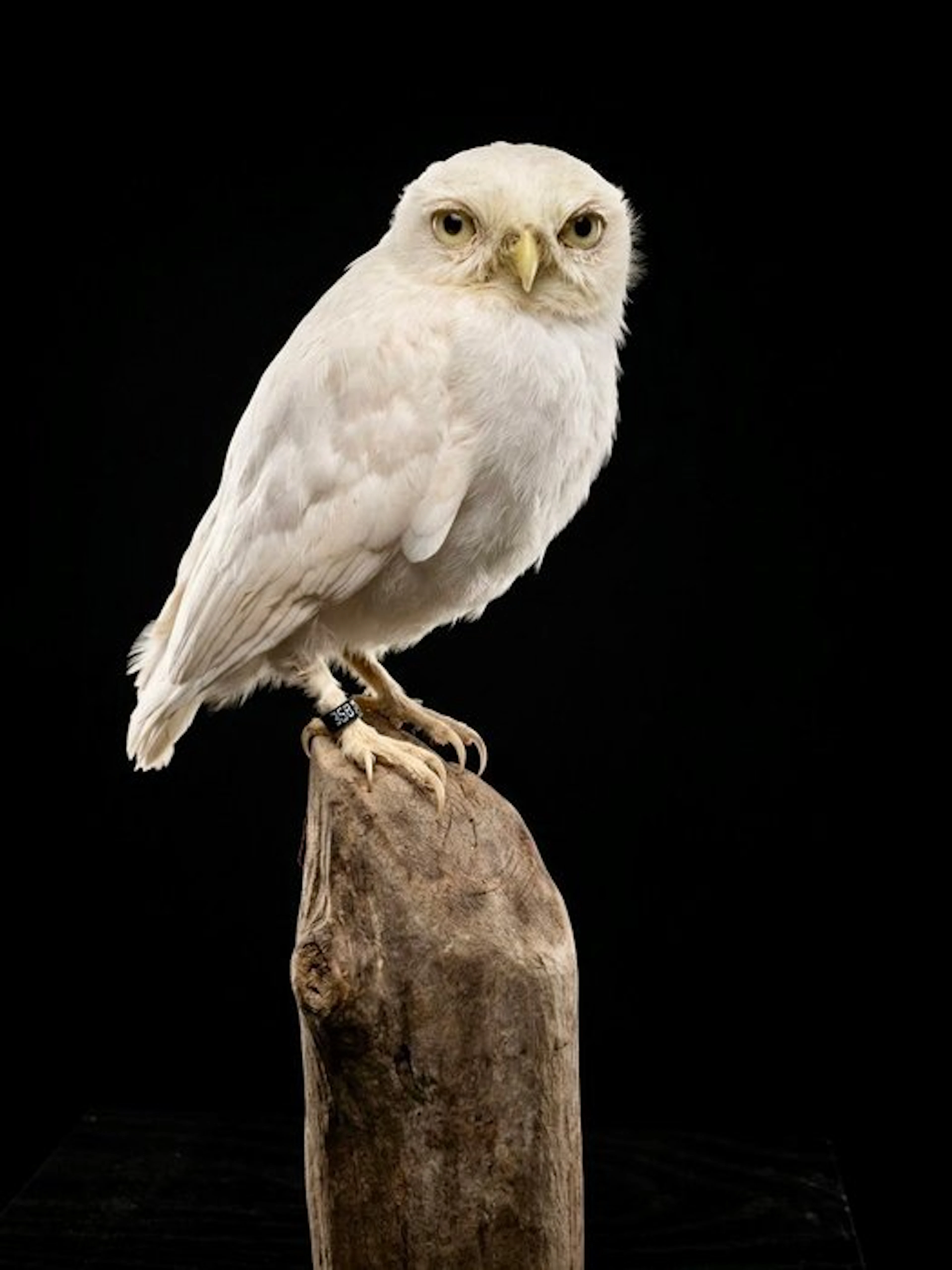 Little Owl Taxidermy full body mount - Athene noctua...