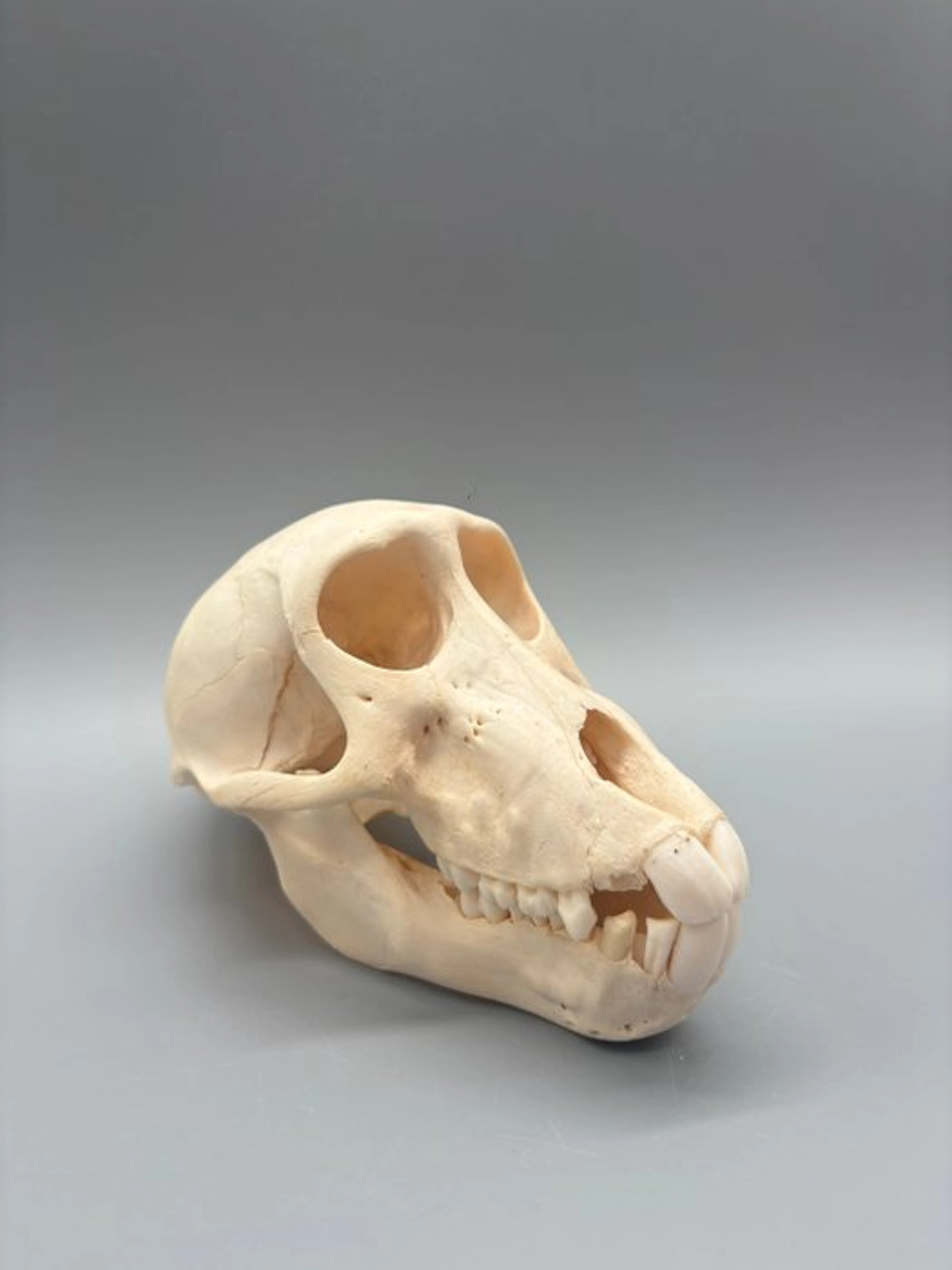 Monkey Mammal skull - Papio Ursinus - 11 cm - 10 cm - 17...