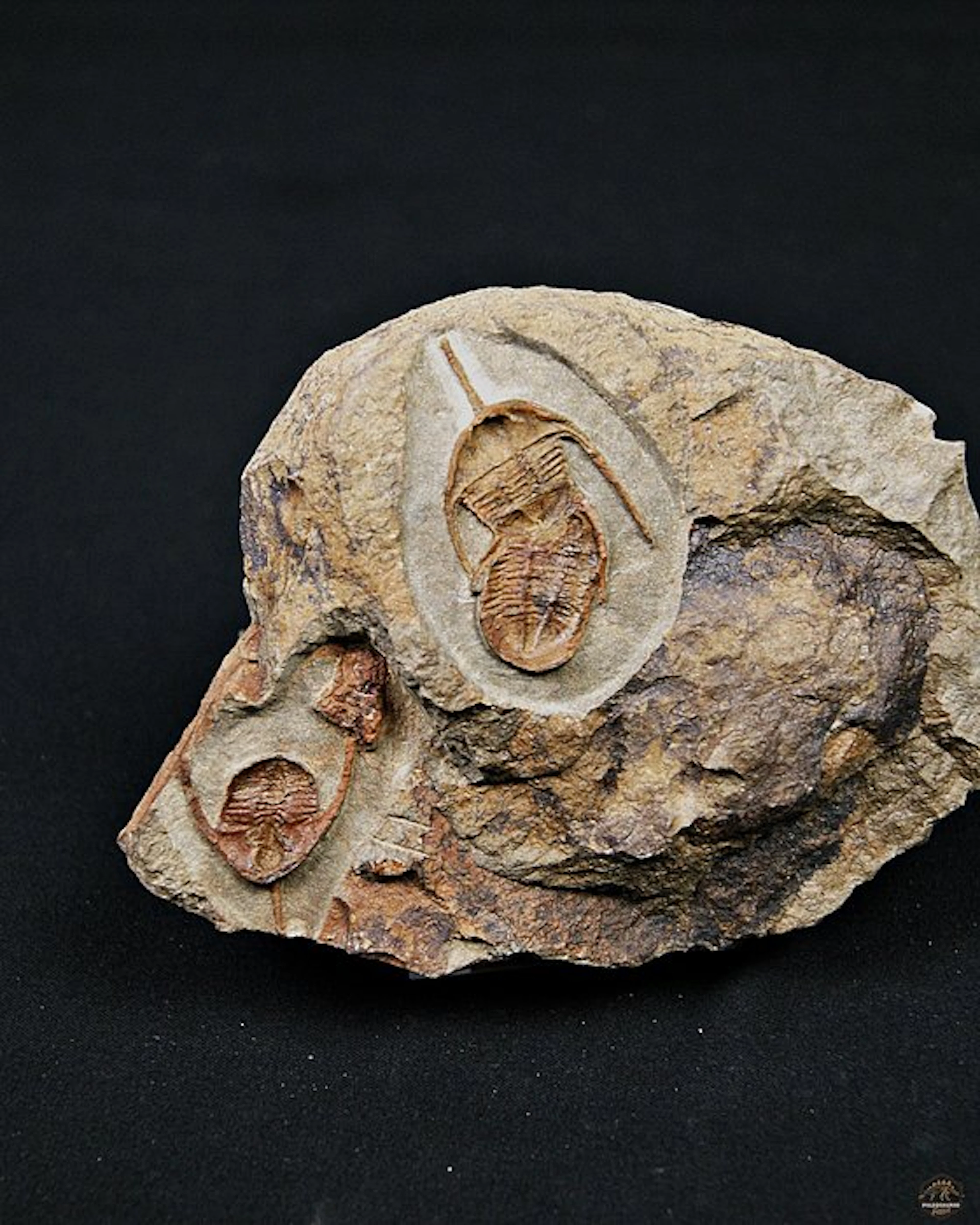 Trilobite - Fossilised animal - Ampyx cf. priscus