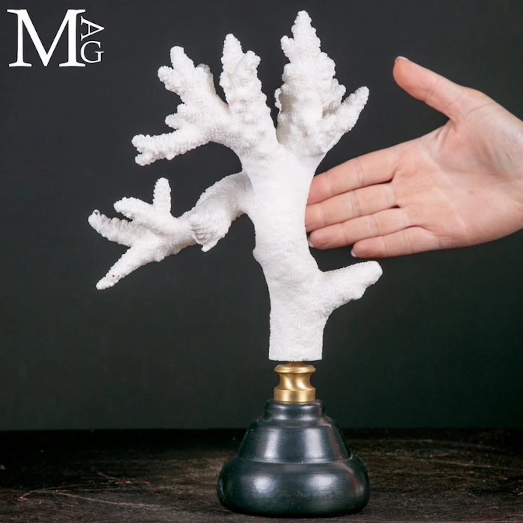 0White Acropora Florida Coral with Intricate Natural...