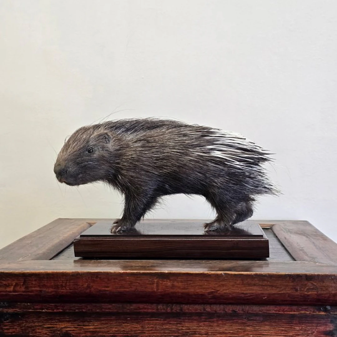 Afrikaans porcupine juvenile Taxidermy full body mount...