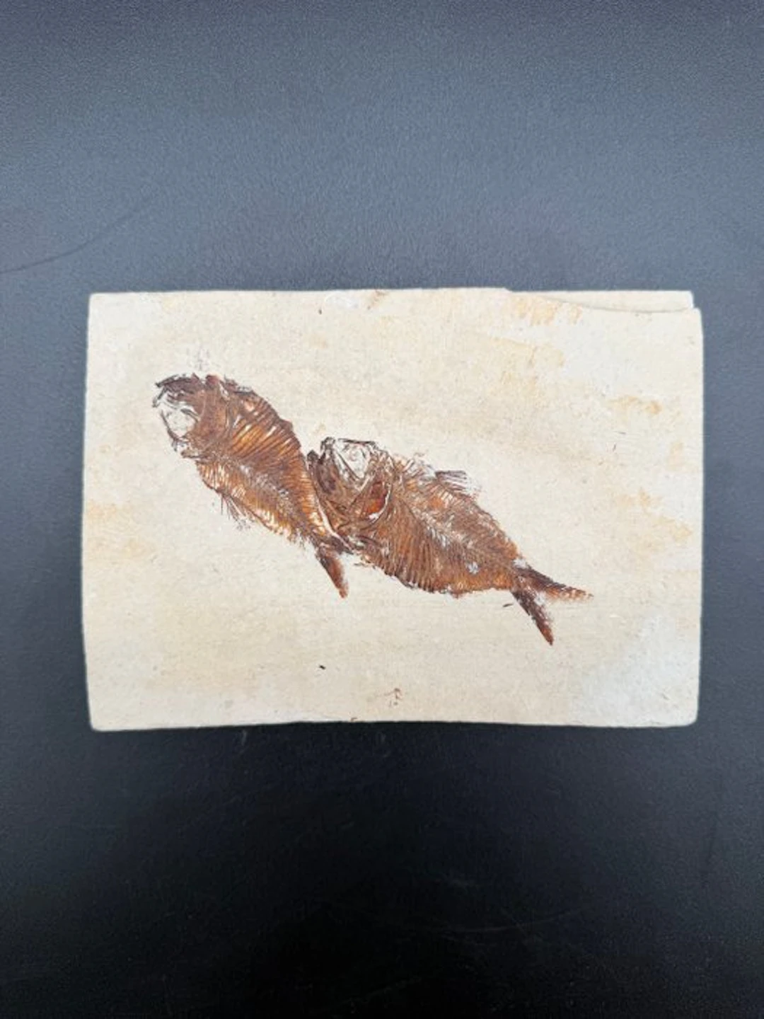 Fish - Fossilised articulated skeleton - Armigatus brevesimus - 11 cm - 16 cm