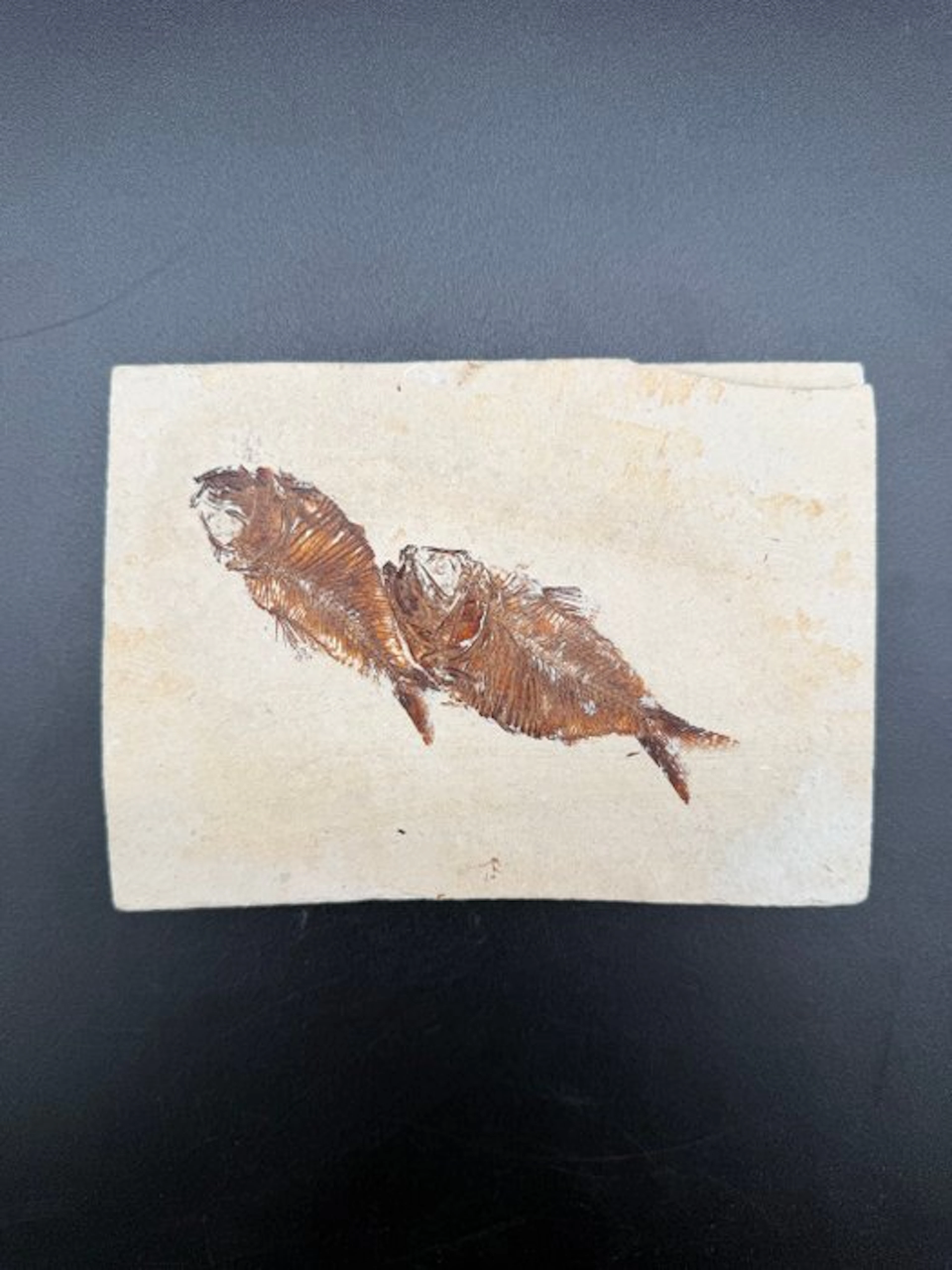 Fish - Fossilised articulated skeleton - Armigatus brevesimus - 11 cm - 16 cm
