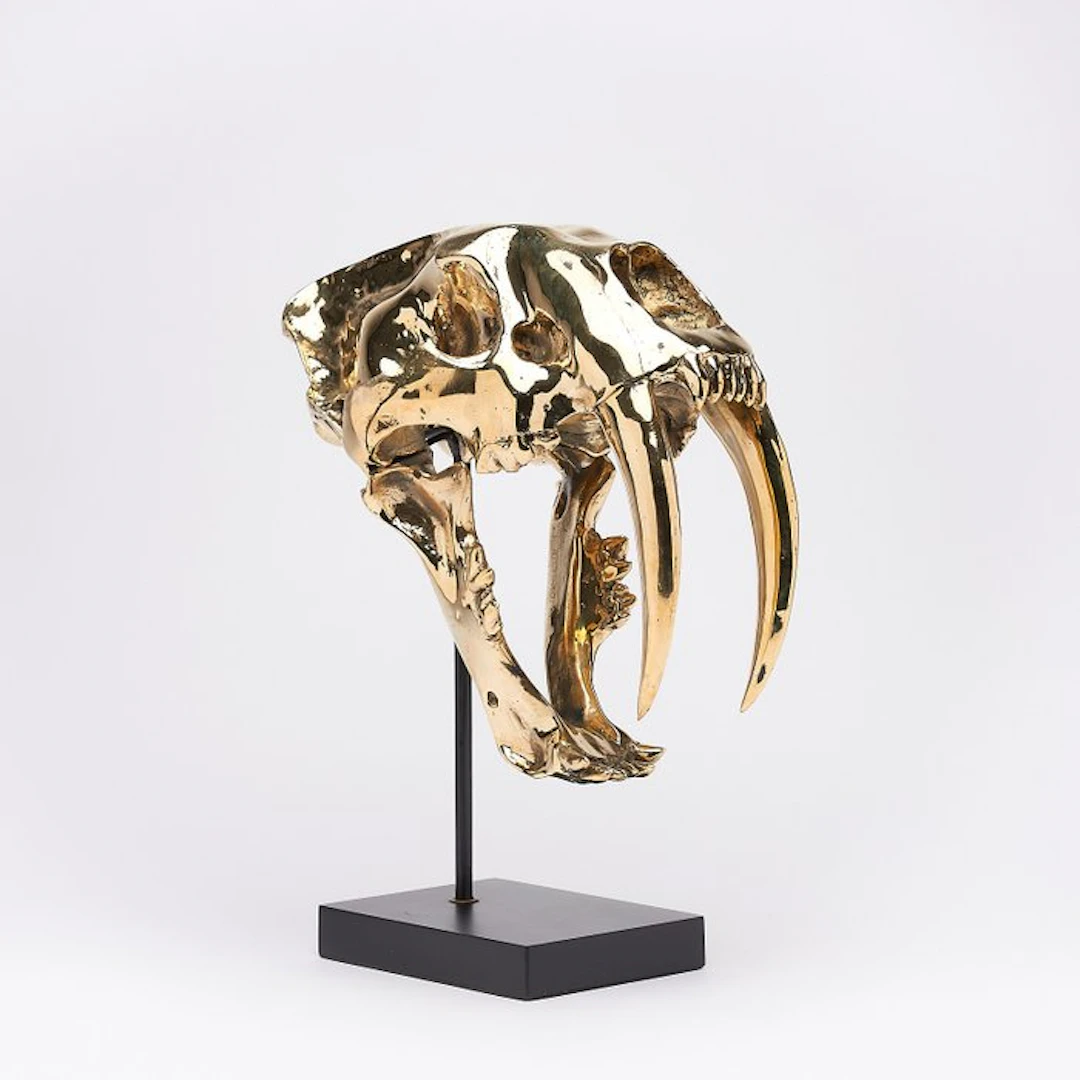 Sabre-toothed Tiger Skull - (Smilodon) - 38 cm - 18 cm - 32 cm