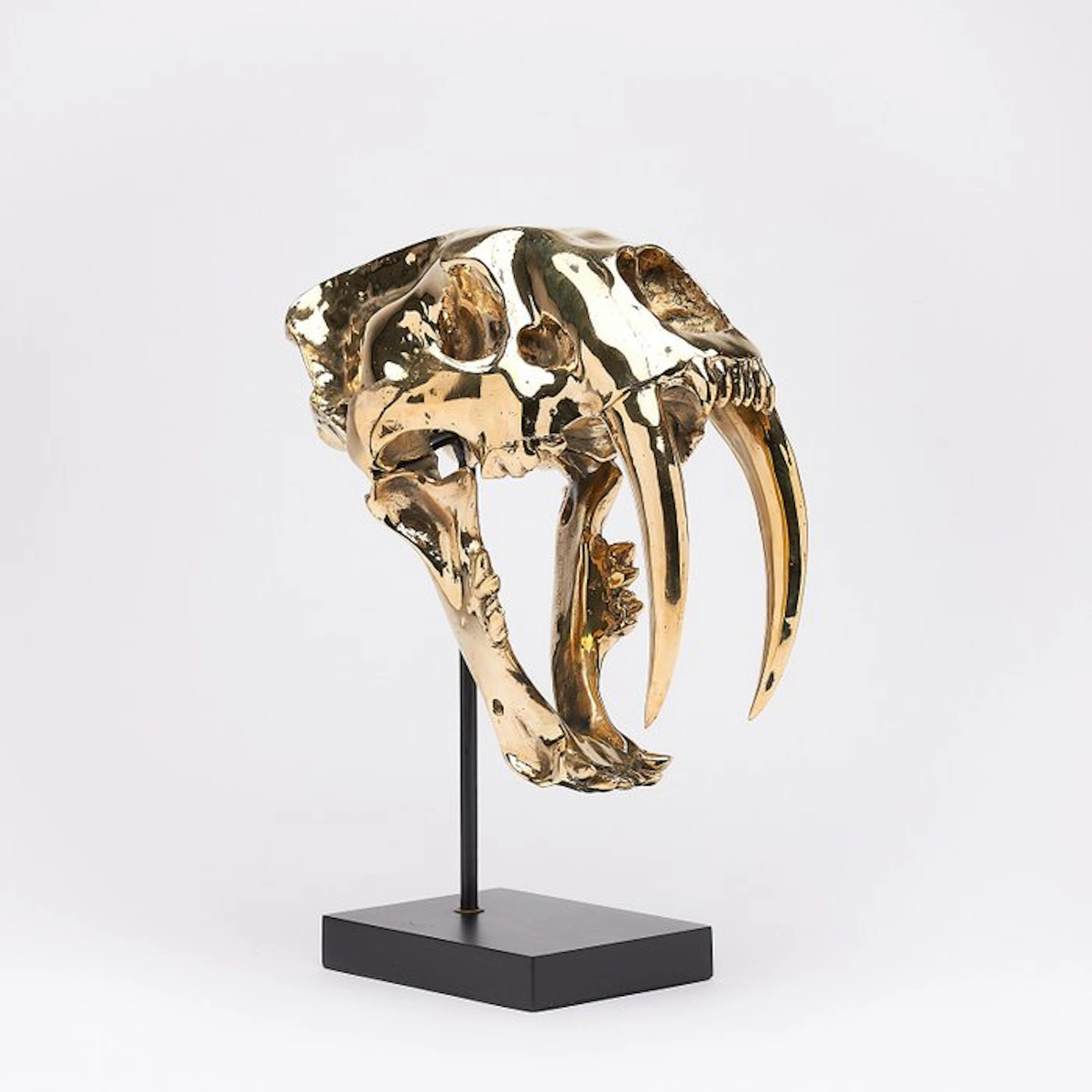 Sabre-toothed Tiger Skull - (Smilodon) - 38 cm - 18 cm - 32 cm