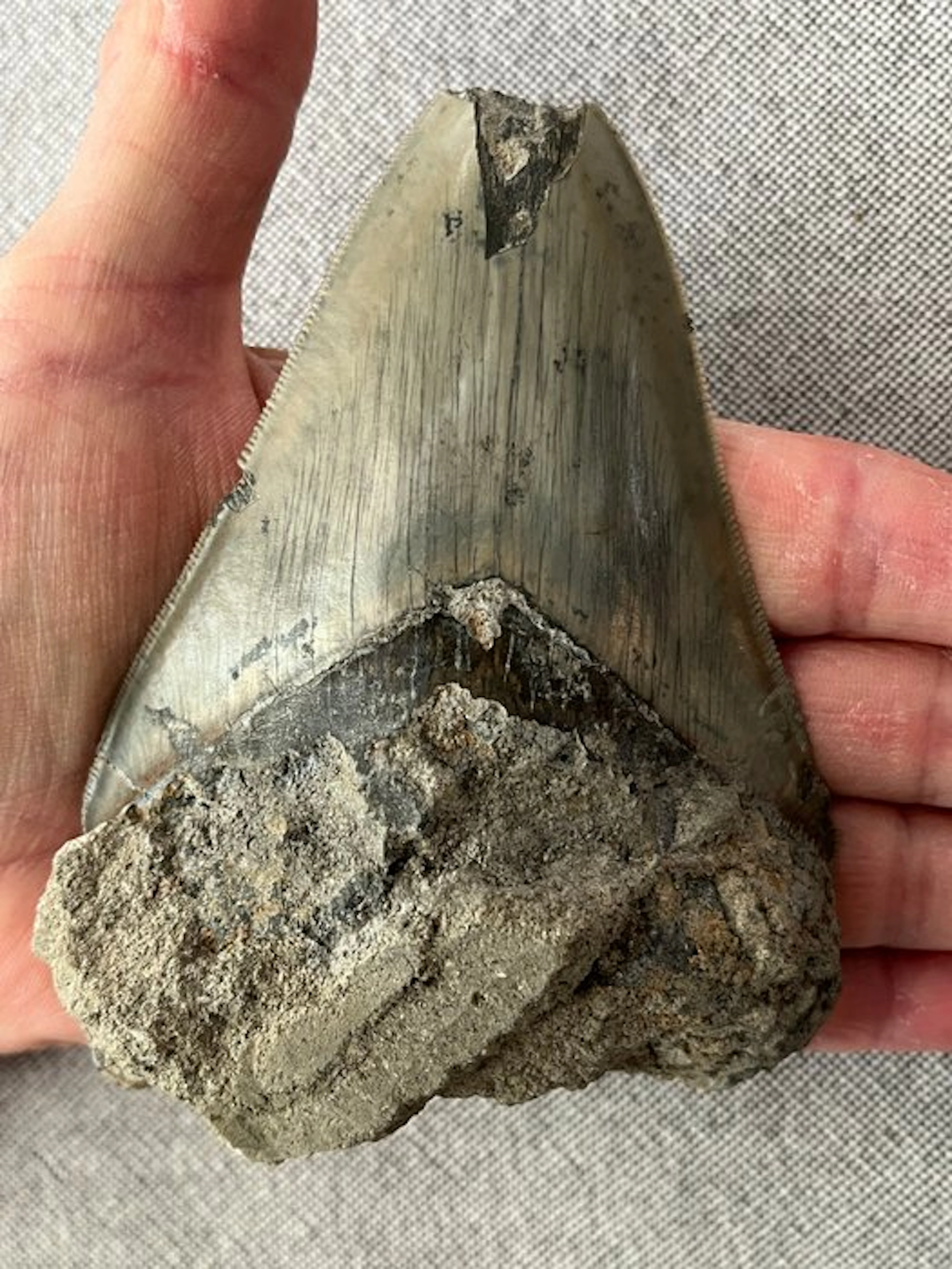 Megalodon tooth 11,8 cm - Fossil tooth - Carcharocles...