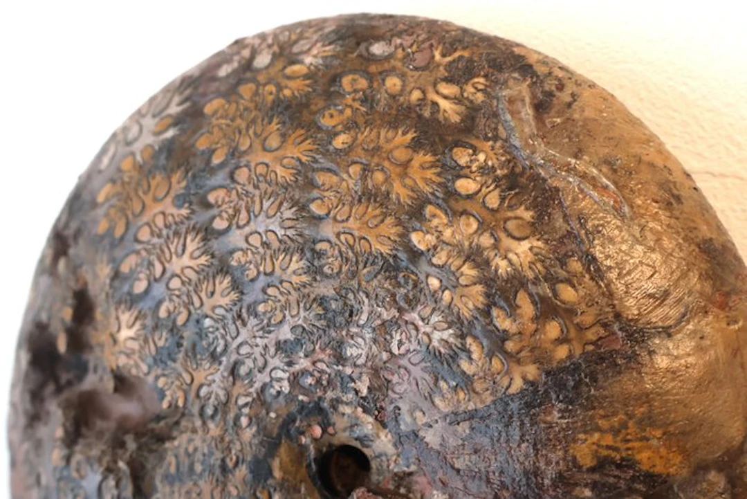 Exceptional ammonite - Fossilised animal - Phylloceras heterophylum