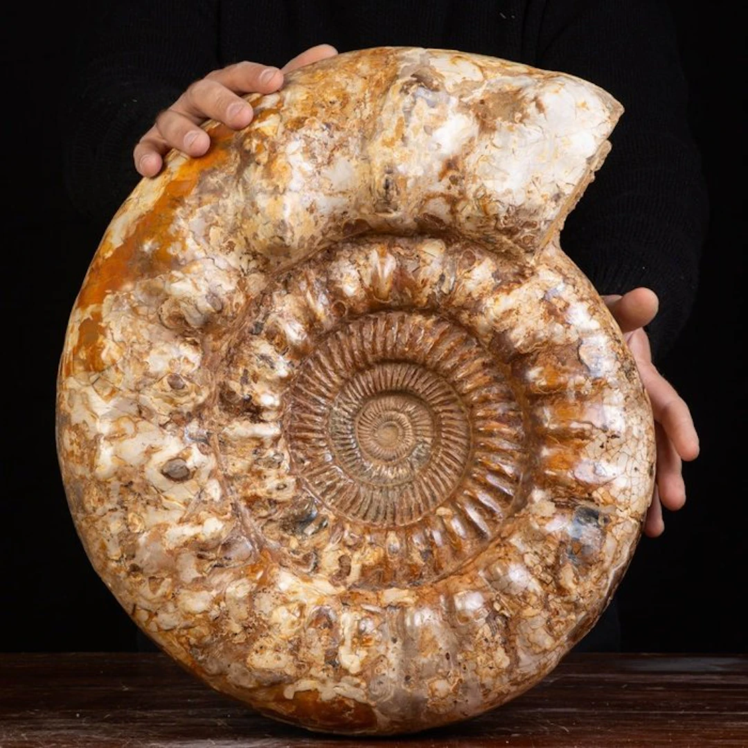 Huge Fossil Shell Ammonite Kranaosphinctes sp
