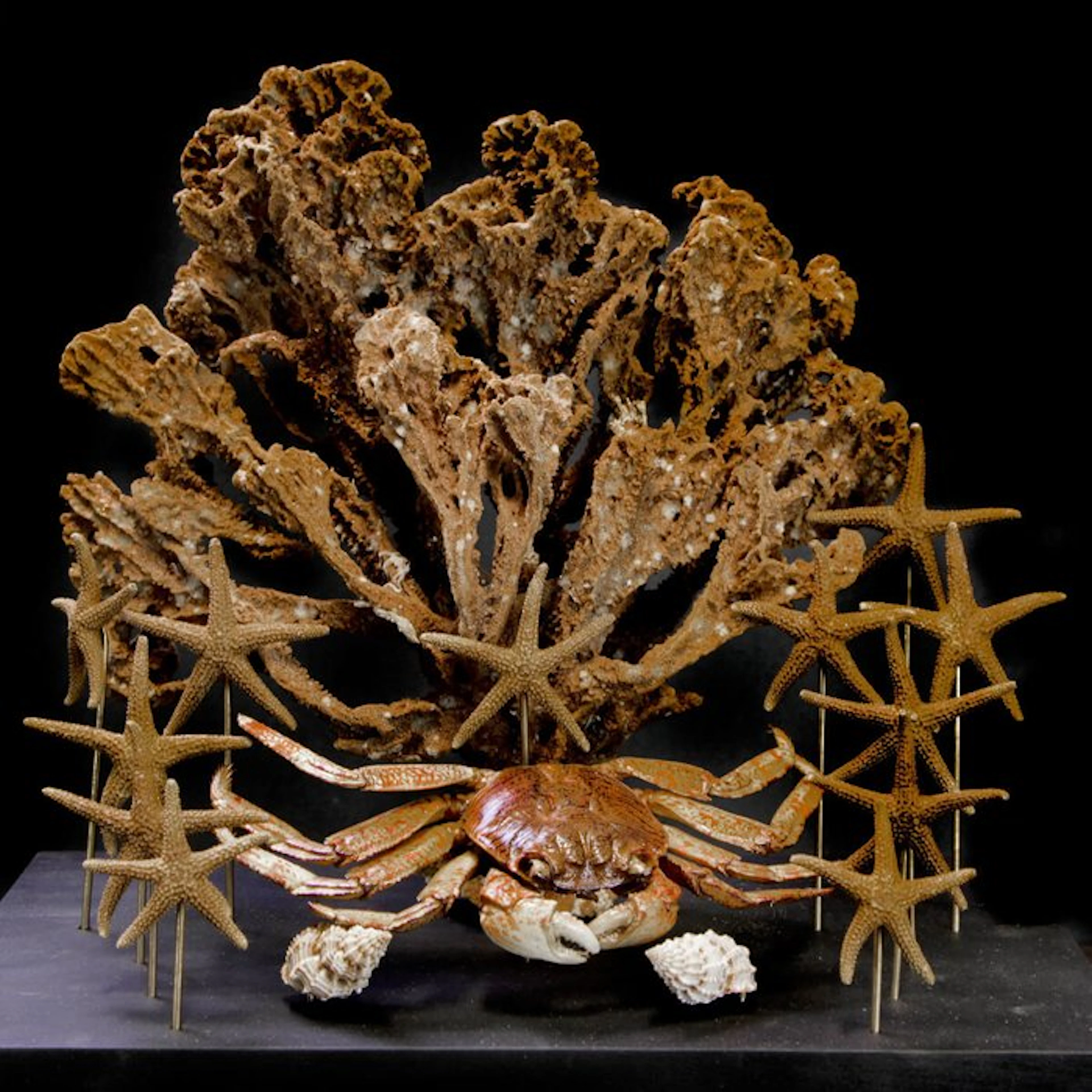 Glass Dome - Naturalia Marine Collection - Taxidermy full...