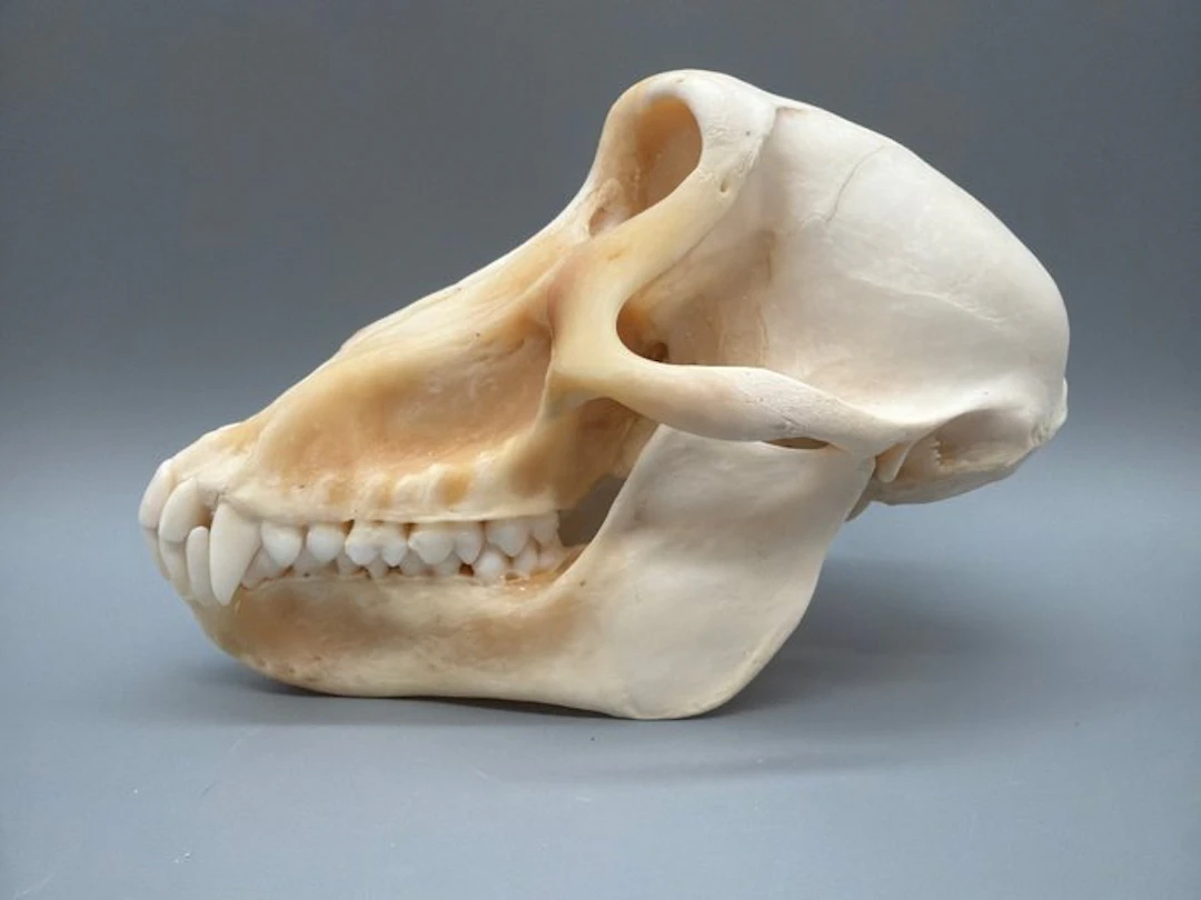 Monkey Mammal skull - Papio Ursinus - 10 cm - 10 cm - 15...
