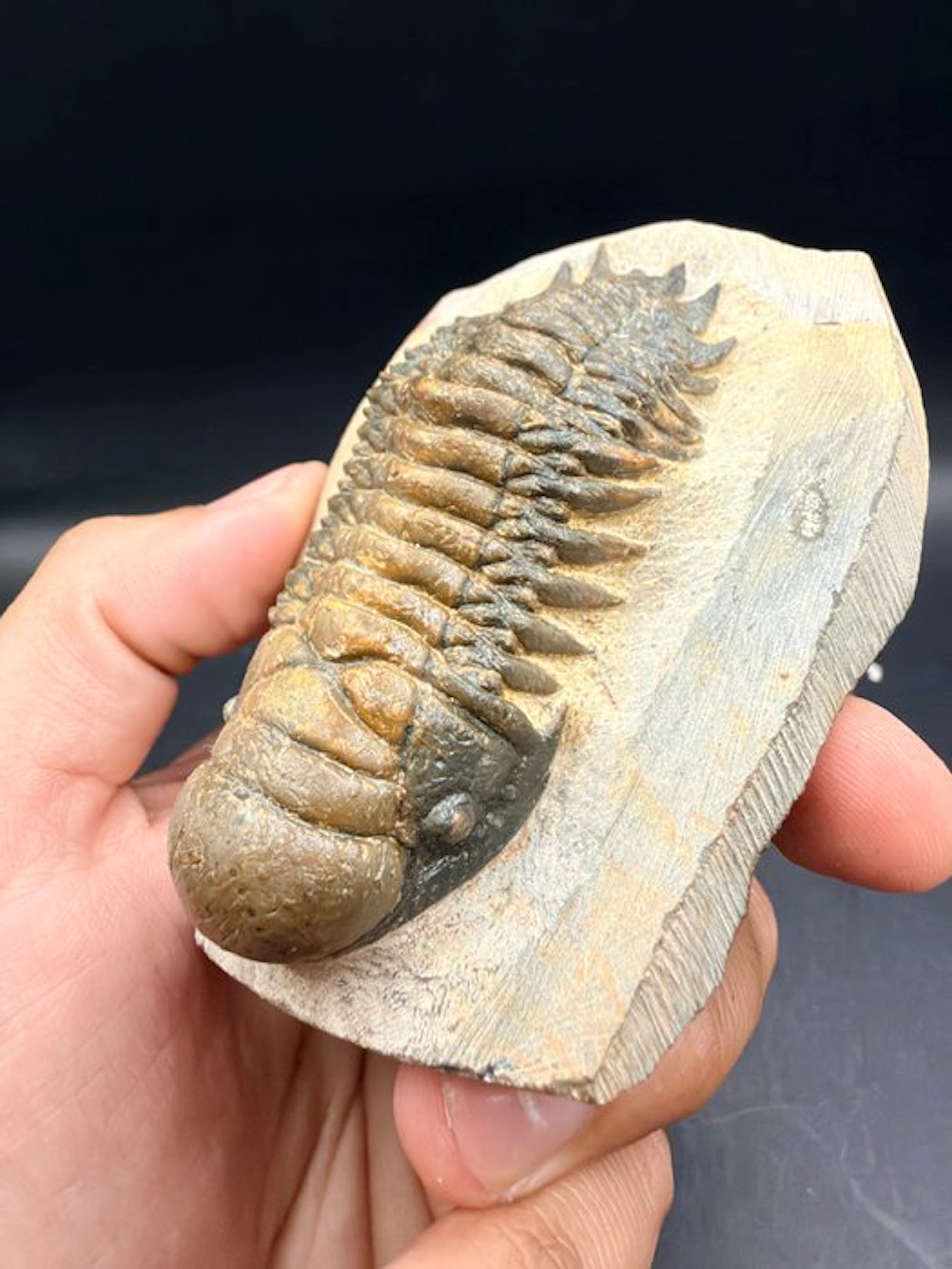 Trilobite - Fossilised animal - Crotalocephalus gibbus...