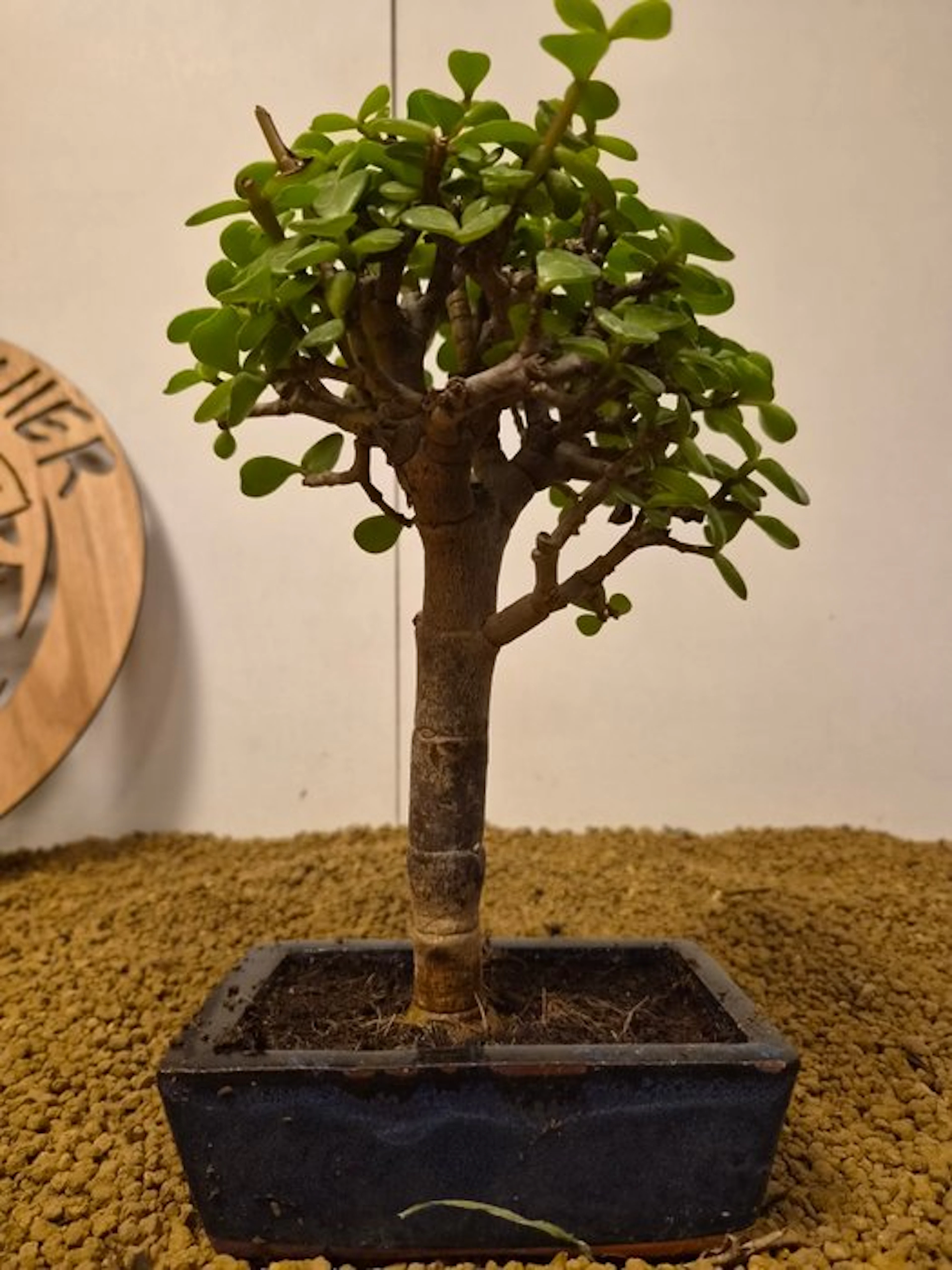 Jade bonsai (Crassula/Portulacaria) - Height (Tree): 25...