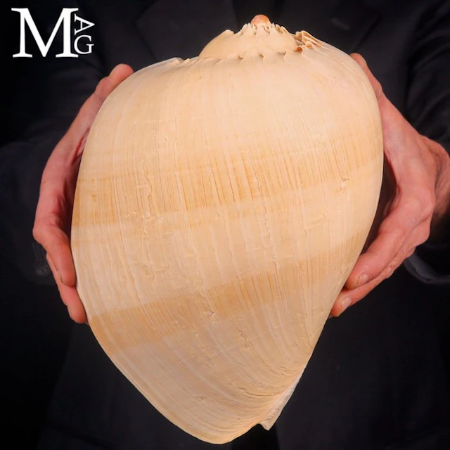 Giant Museum-Grade Melo Broderipii Shell - Natural shell...