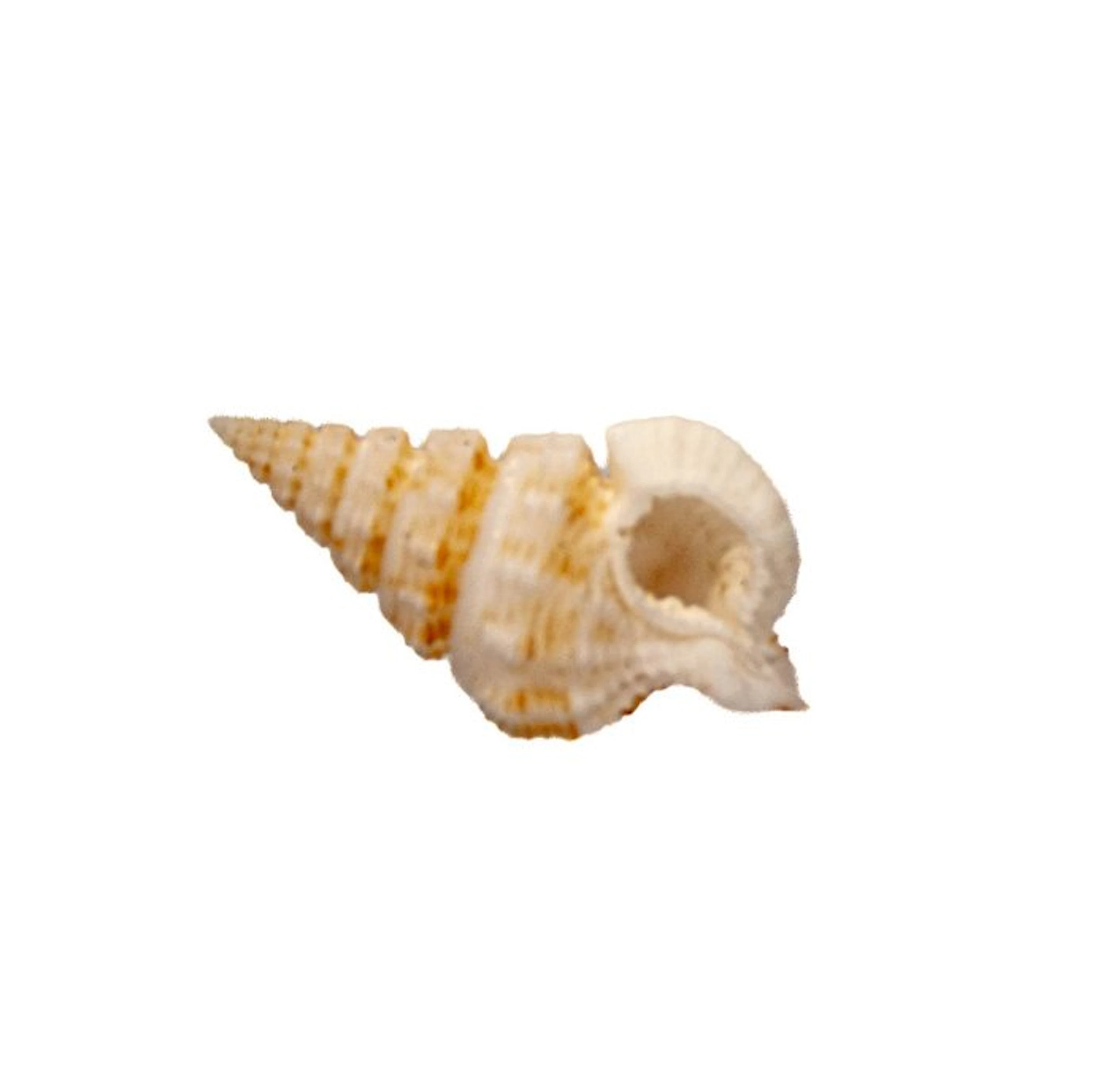 Nassaria recurva – 35 mm – Perfect GEM quality from Bohol...