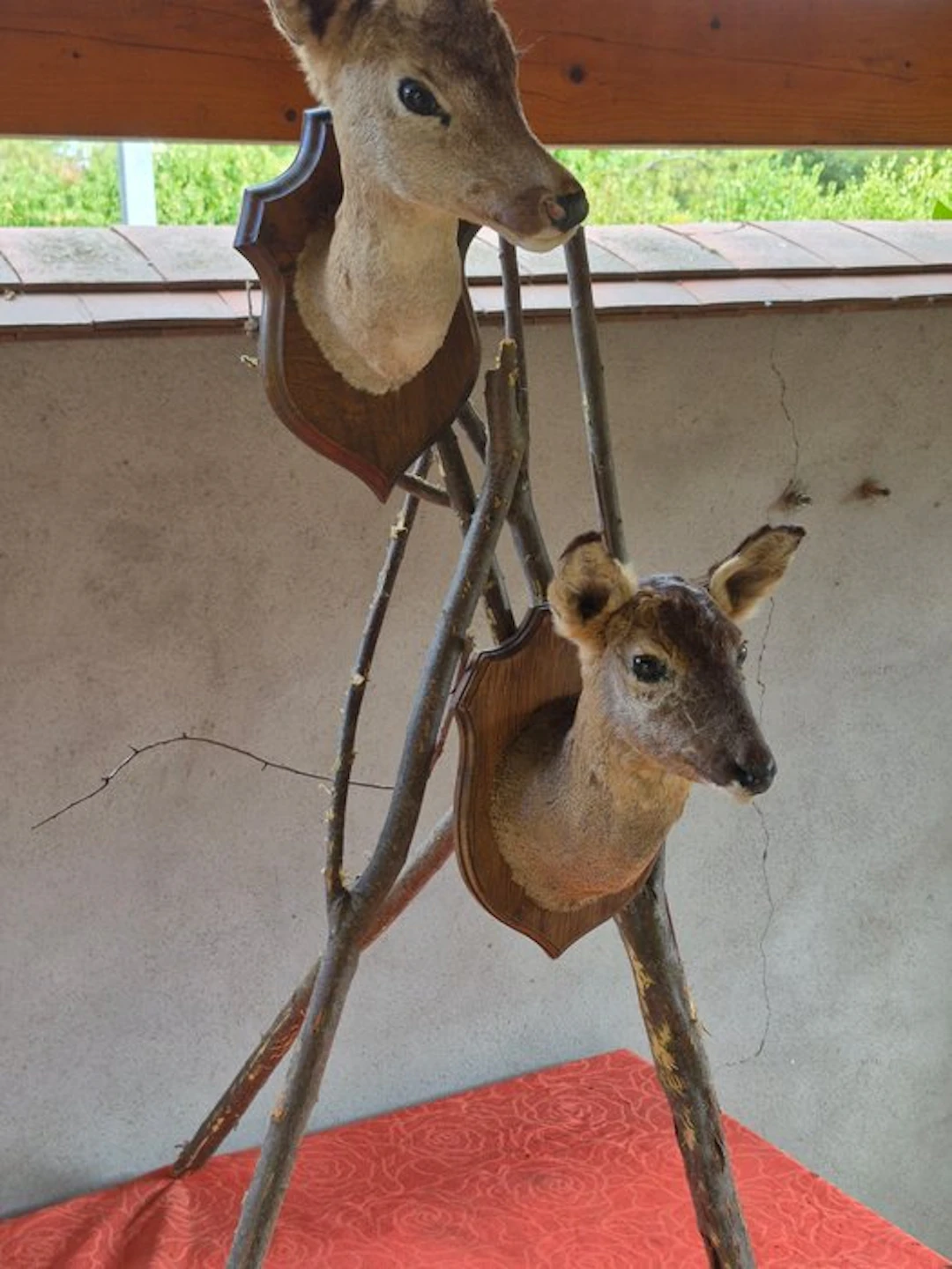 Roebuck Taxidermy wall mount - Capreolus capreolus - très...
