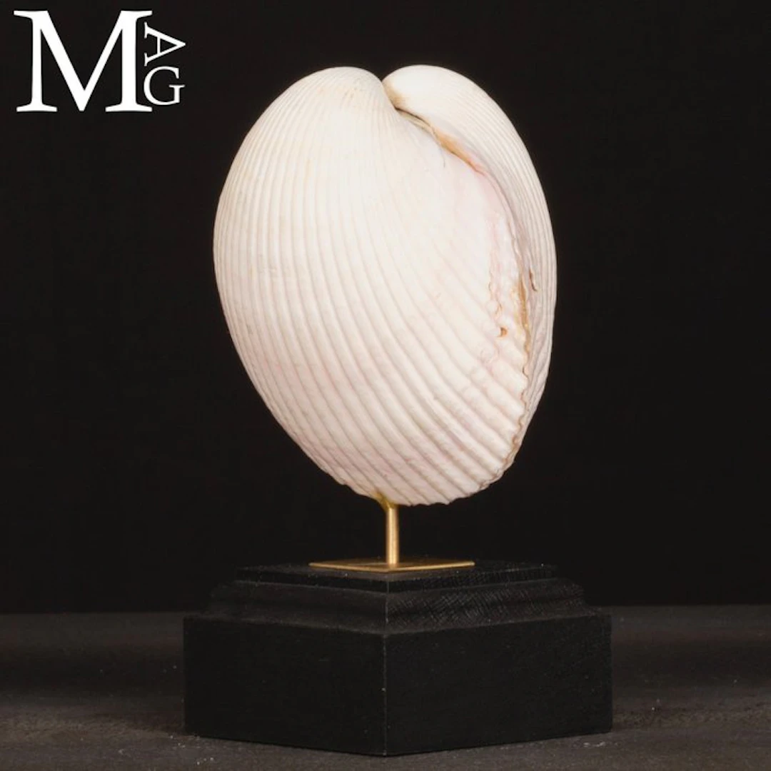 Maoricardium Pseudolima Shell on Wood and Brass Base...