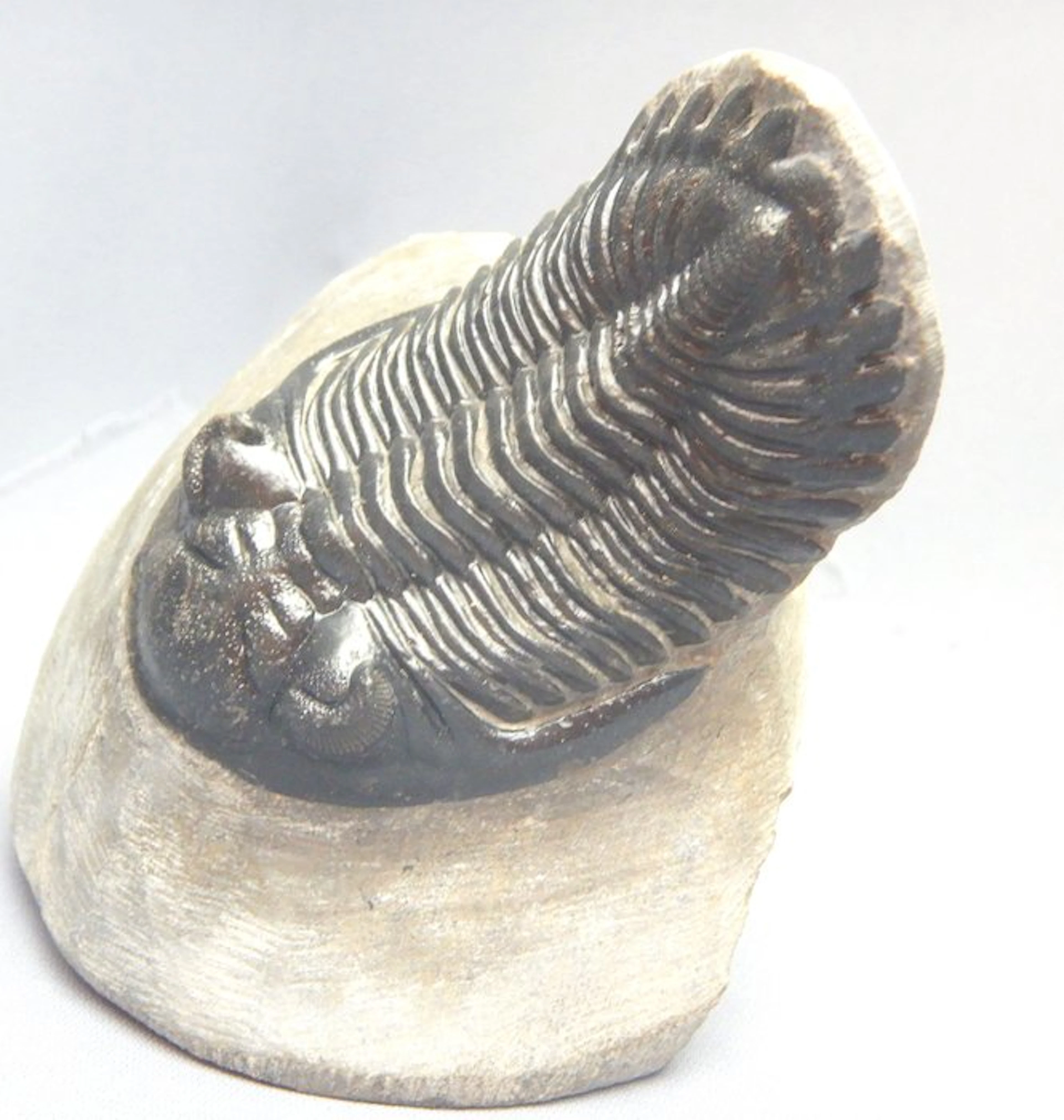 Trilobite - Fossil skeleton - Hollardops mesocristata - 7 cm
