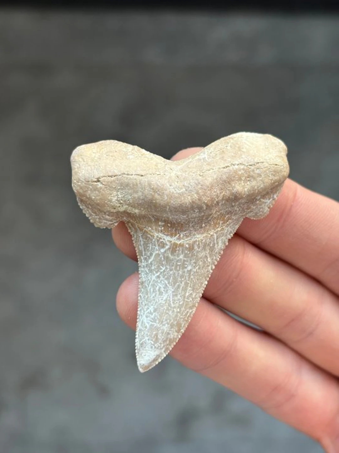 Shark - Fossil tooth - Otodus Sokolovi - 6.42 cm