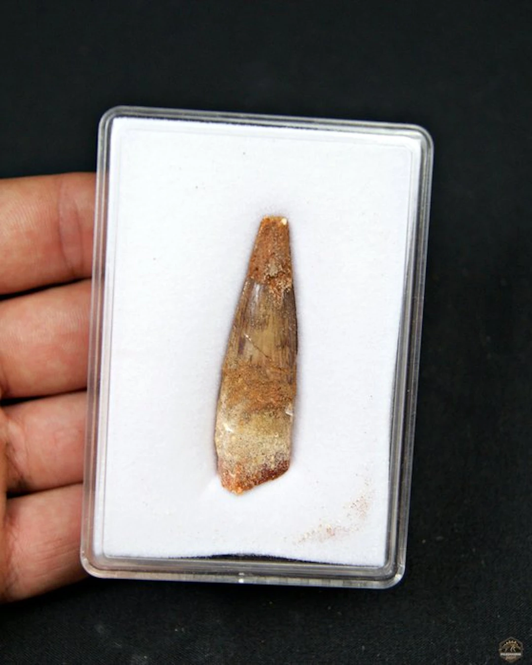 Spinosaur - Fossil tooth - Spinosaurus aegyptiacus (No reserve price)