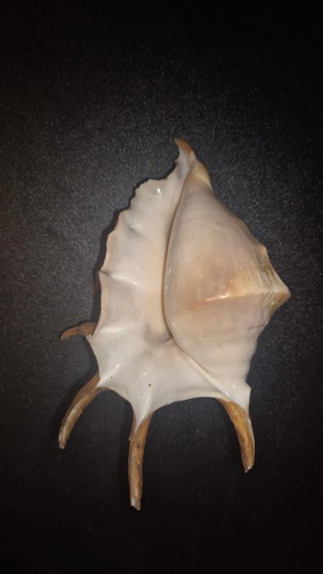 Sea Snail Sea shell - Lambis lambis (No reserve price)