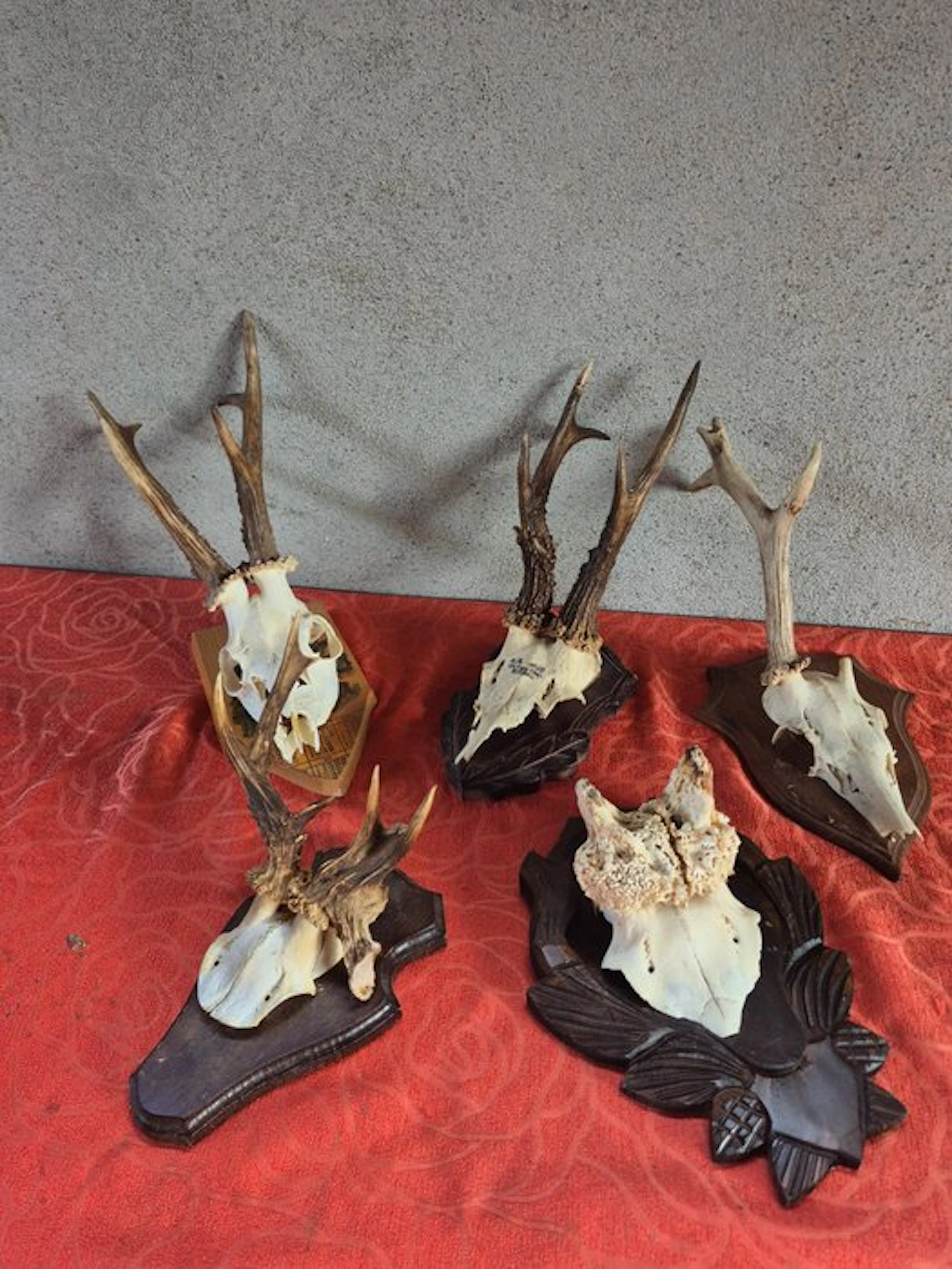 Roedeer Taxidermy wall mount - Capreolus capreolus - lot...