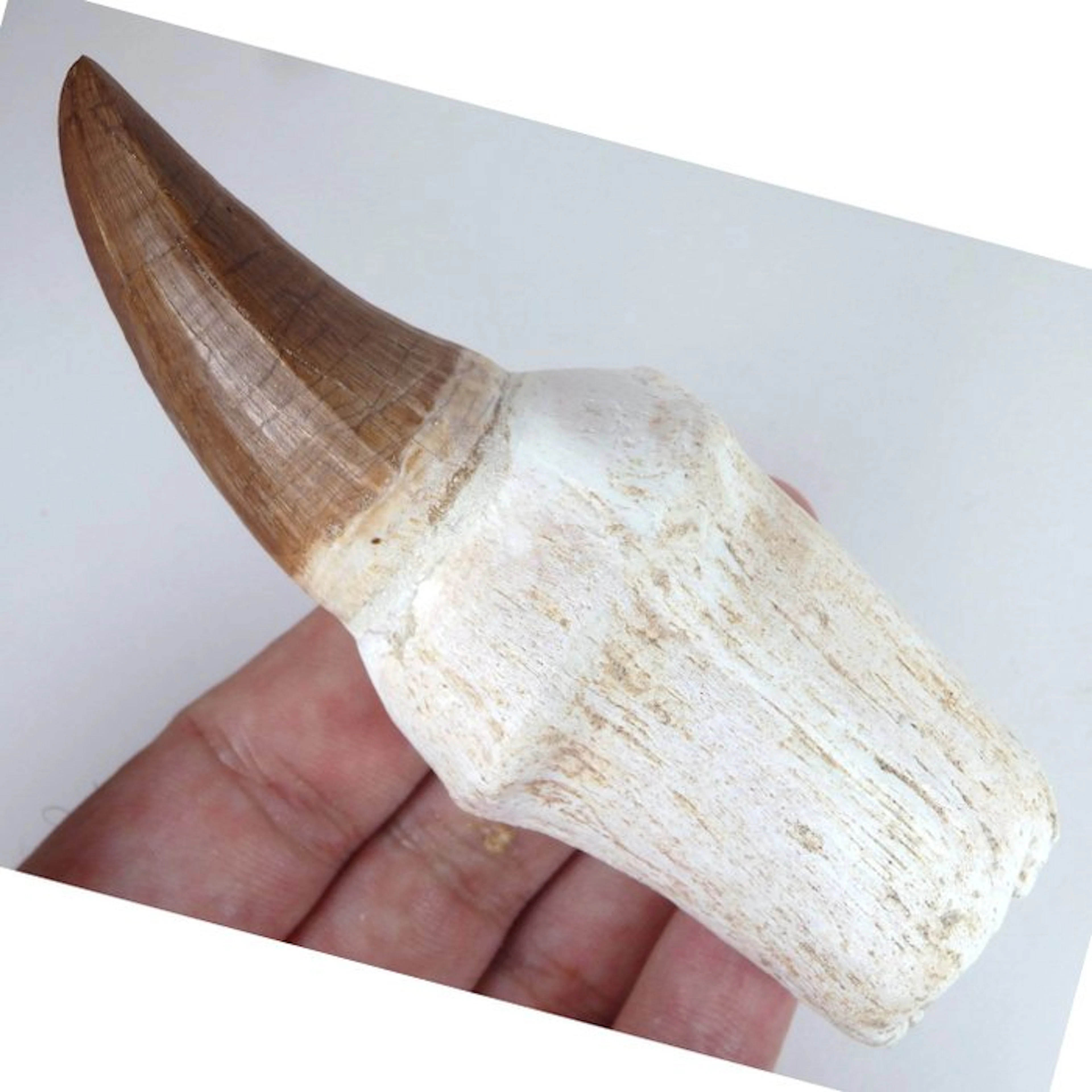 Tylisaur tooth - Big - Fossil tooth - Hainosaurus sp