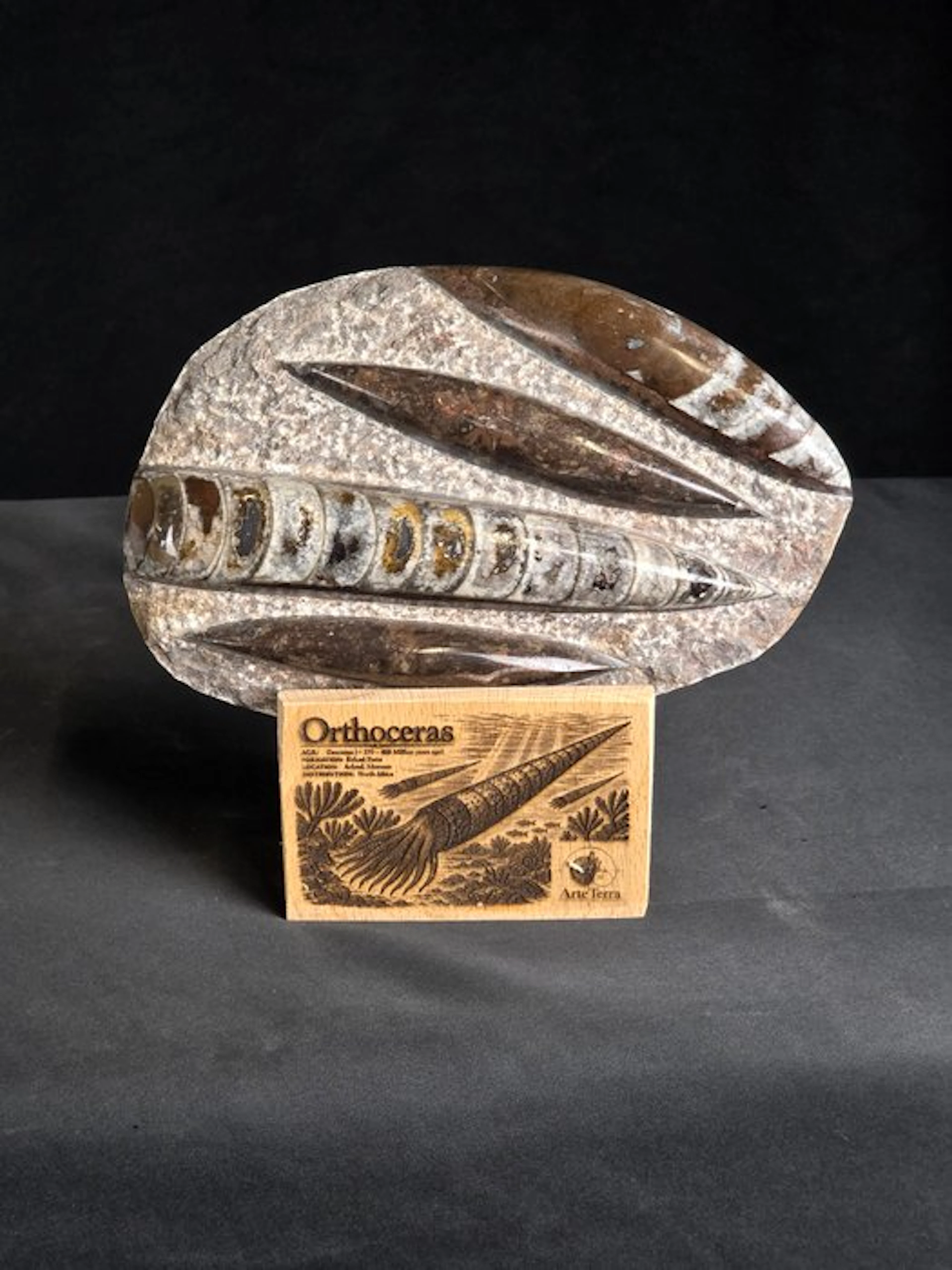 Orthoceras - Fossilised animal (No reserve price)