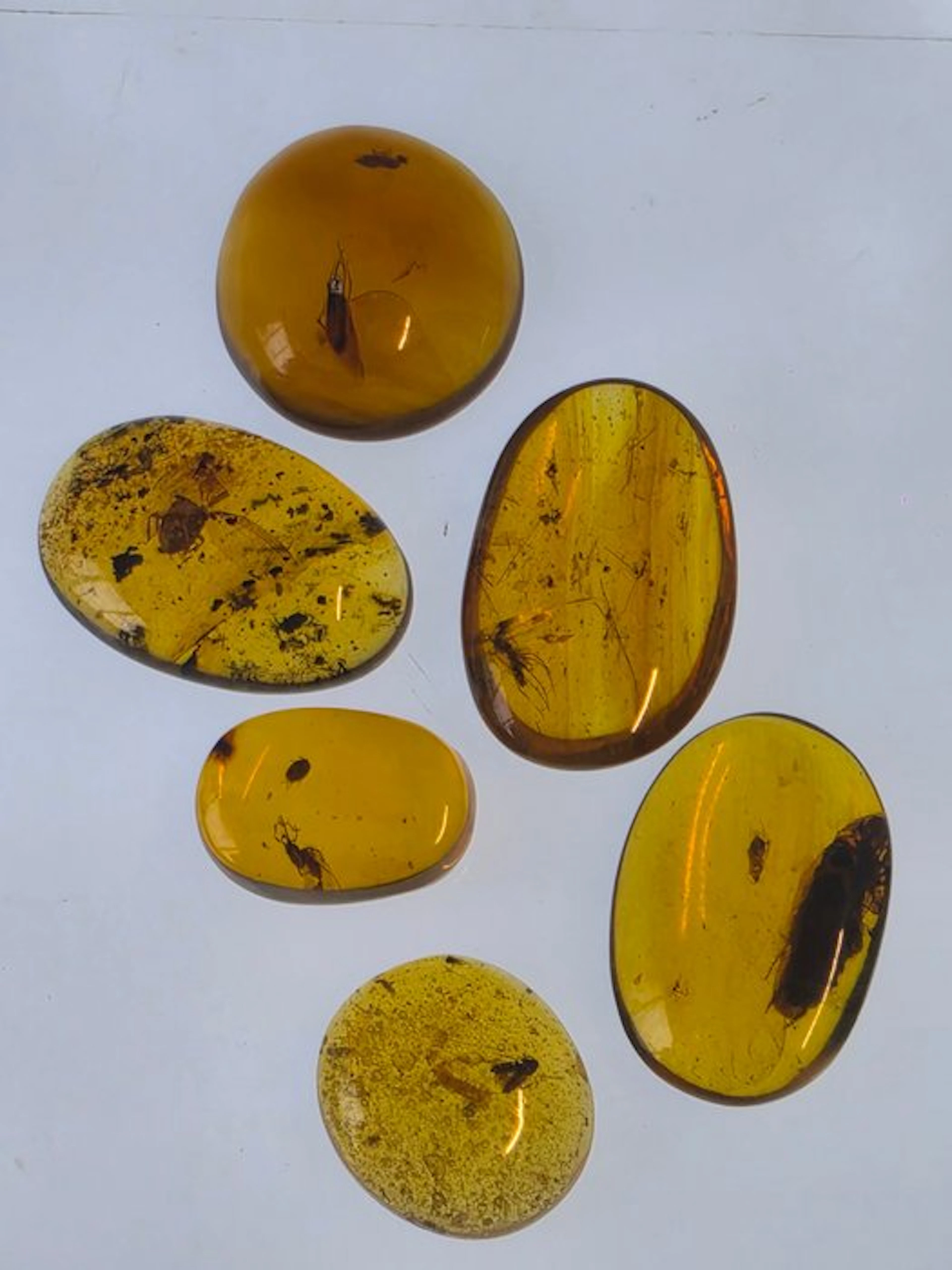 Burmese amber - Amber - Collection of Six Burmese Amber...