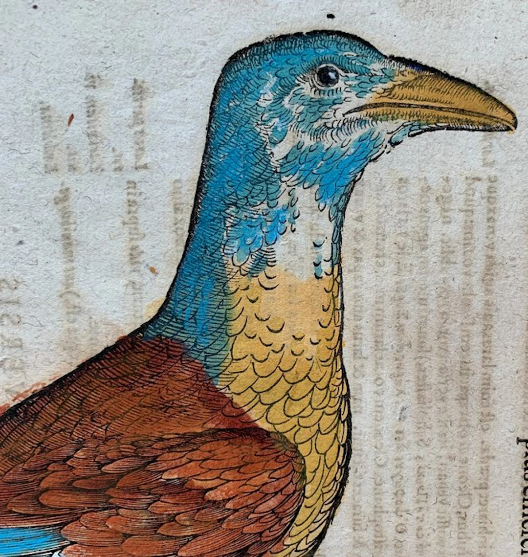 Conrad Gesner - Vogelbuch - 1671