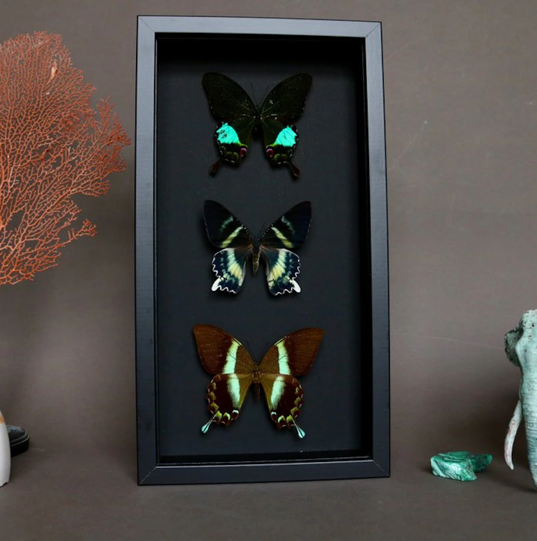 Butterfly Taxidermy full body mount - Papilio blumei x...