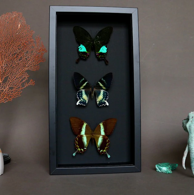 Butterfly Taxidermy full body mount - Papilio blumei x...