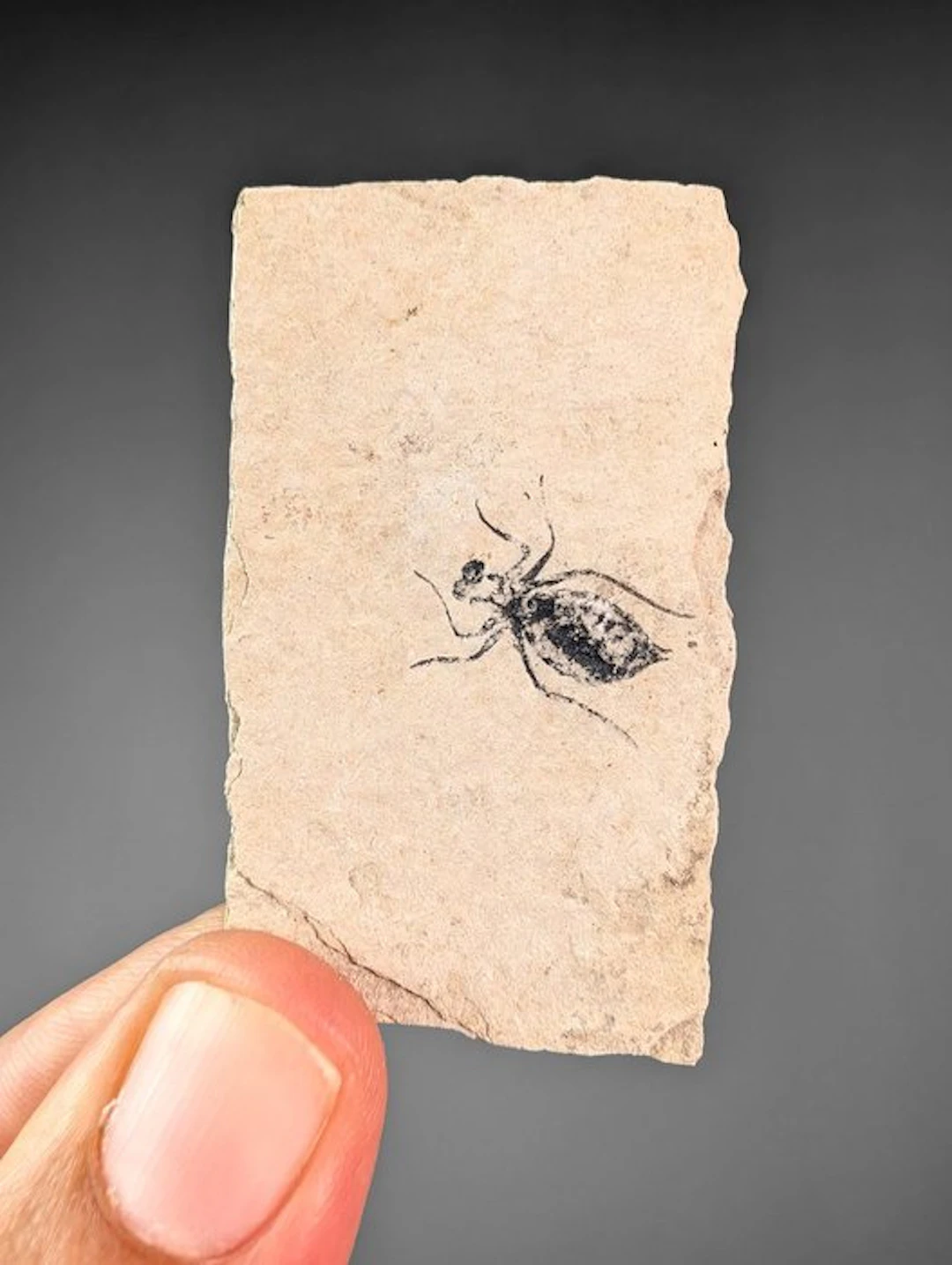 Fossil Dragonfly Larvae plate - Fossil matrix - Libellula...
