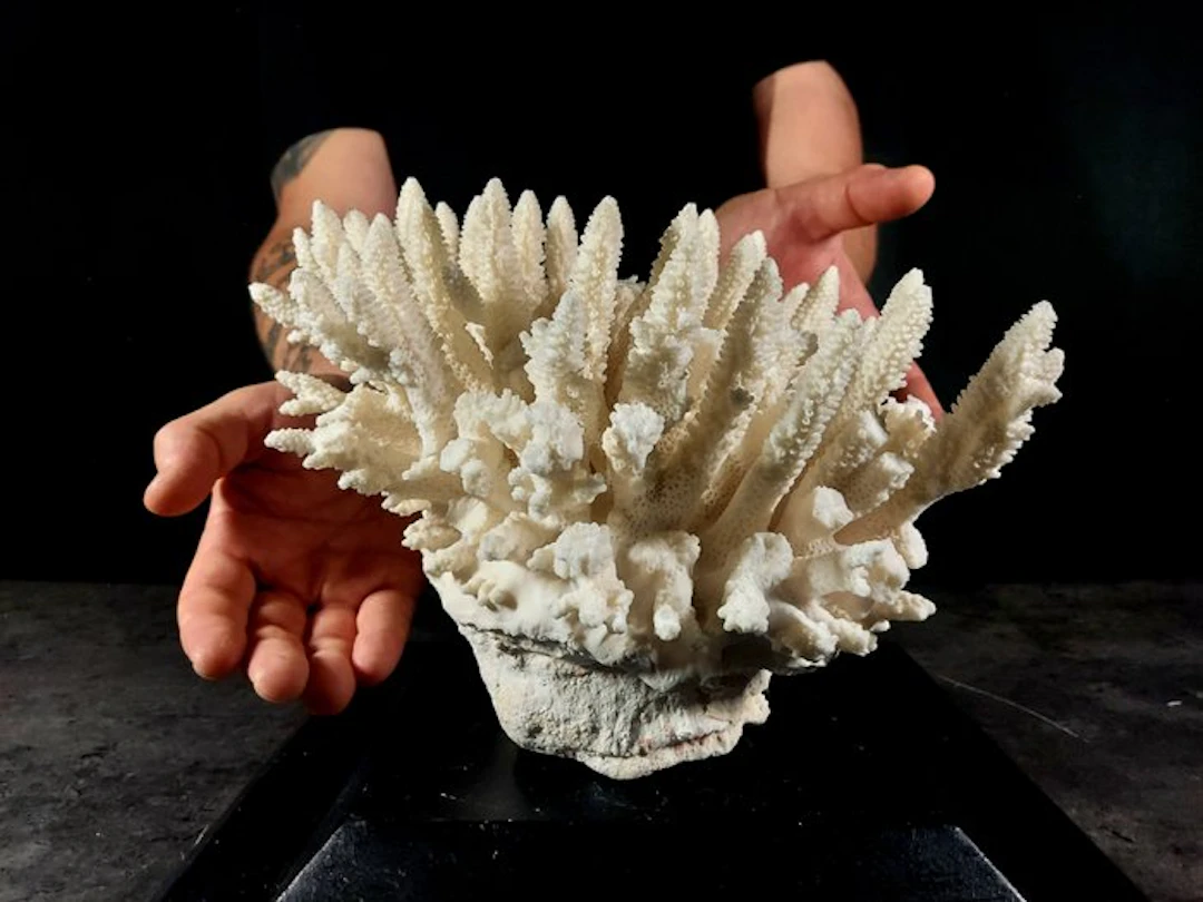 fascinating branching of Acropora coral Taxidermy full...