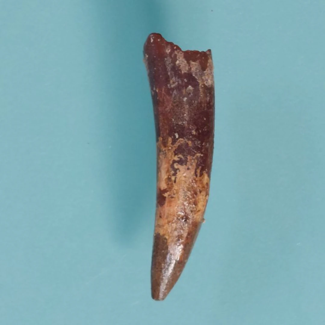 Pterosaur - Fossil tooth - 50 mm - 10 mm