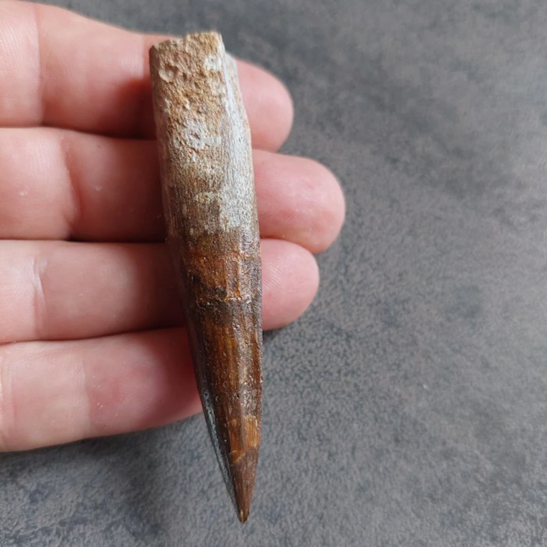 Spinosaur - Fossil tooth - Spinosaurus aegyptiacus - 85 mm - 20 mm
