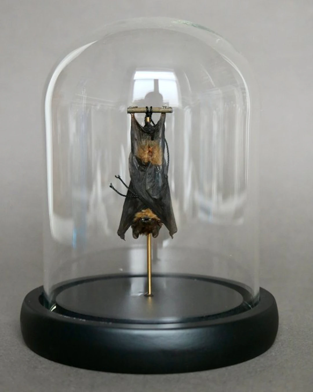 Bat Taxidermy full body mount - Pipistrelus sp