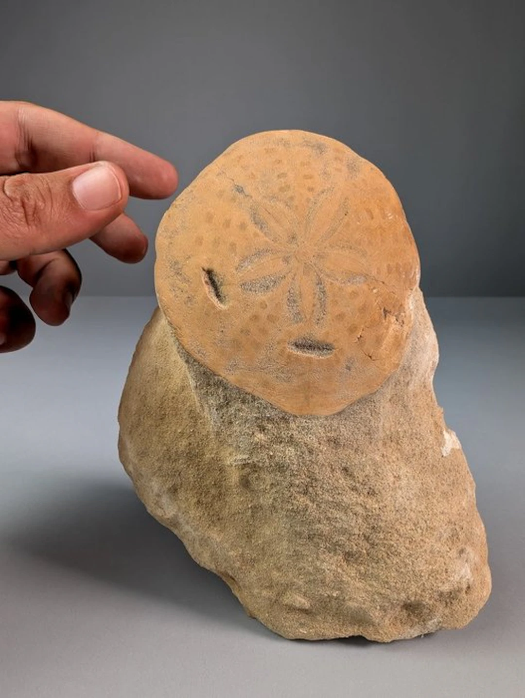 Fossil Sand Dollar on Original Matrix - Fossil skeleton - Clypeaster sp