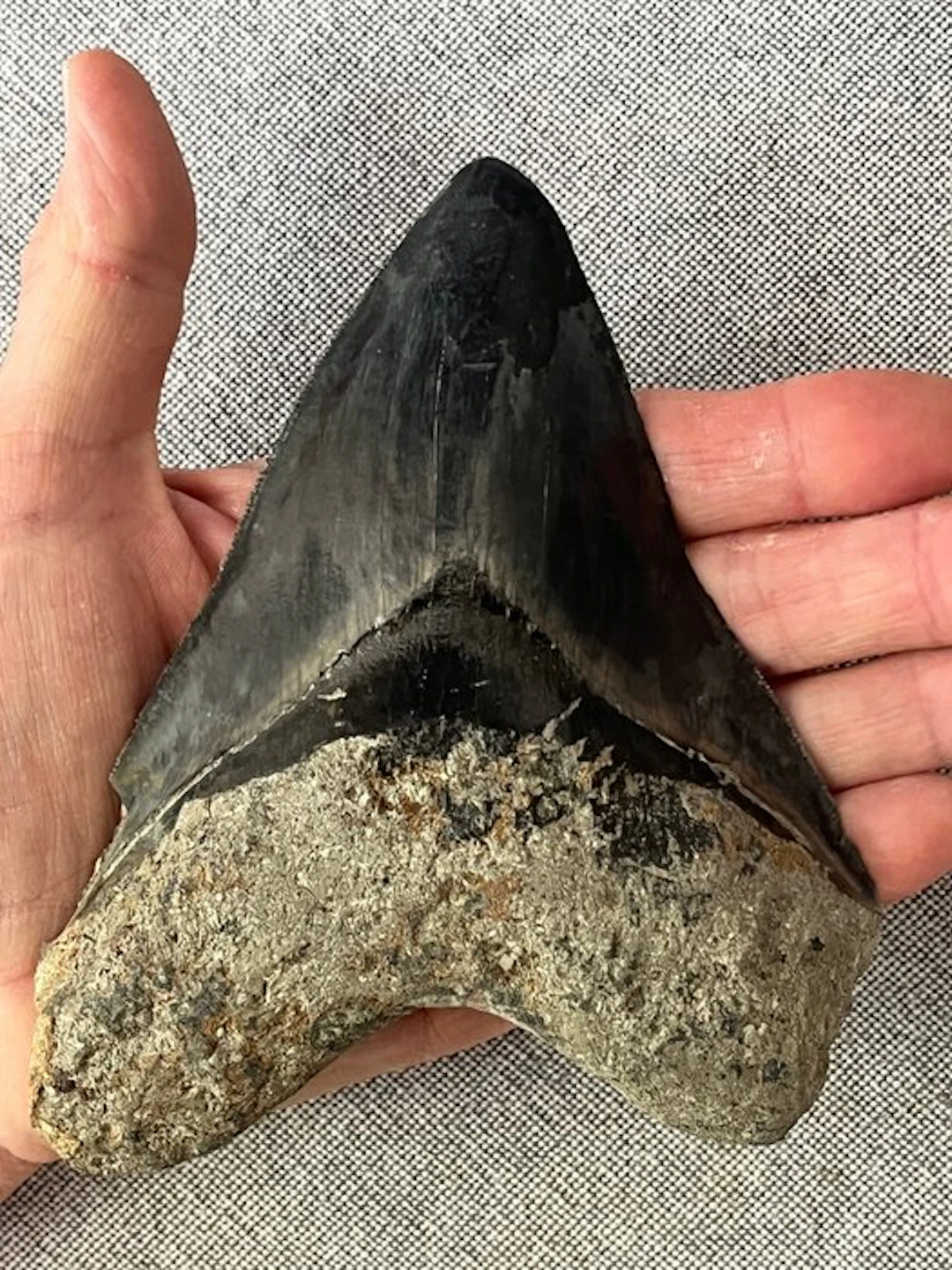 Huge Megalodon tooth 14,0 cm - Fossil tooth - Carcharocles megalodon