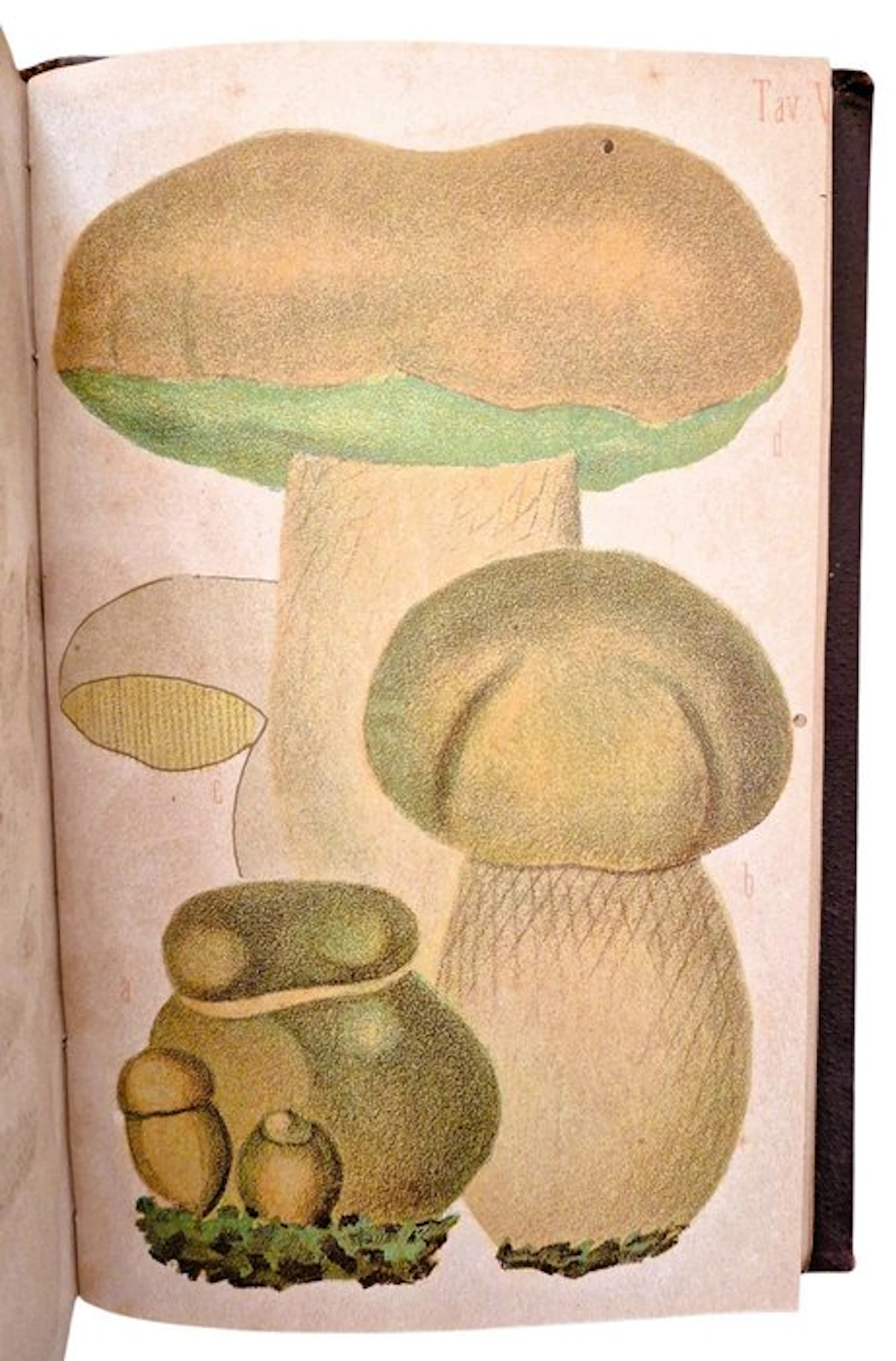 Farneti - Funghi Mangerecci e Velenosi [7 Tavole a Colori] - 1892