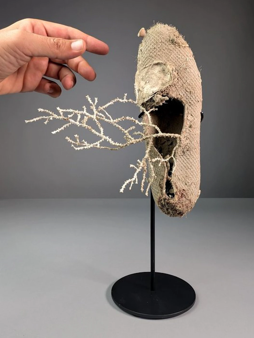 Marine Life on Recovered Shoe Sole Taxidermy full body mount - Gorgoncea sp