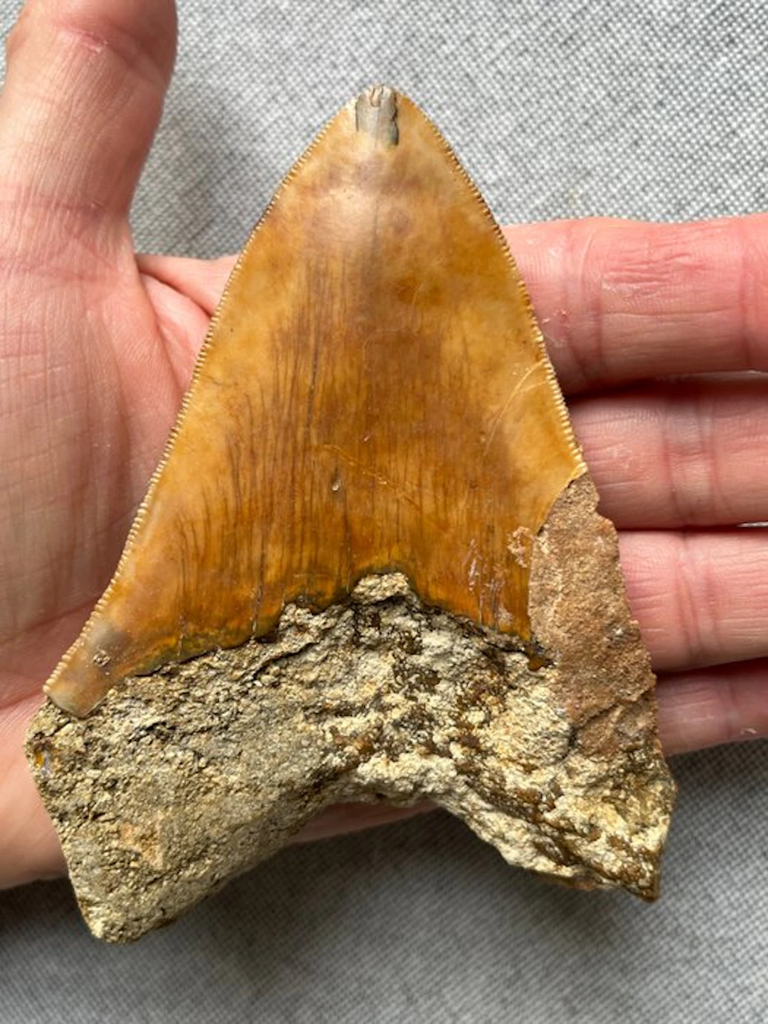 Megalodon tooth 11,5 cm - Fossil tooth - Carcharocles...