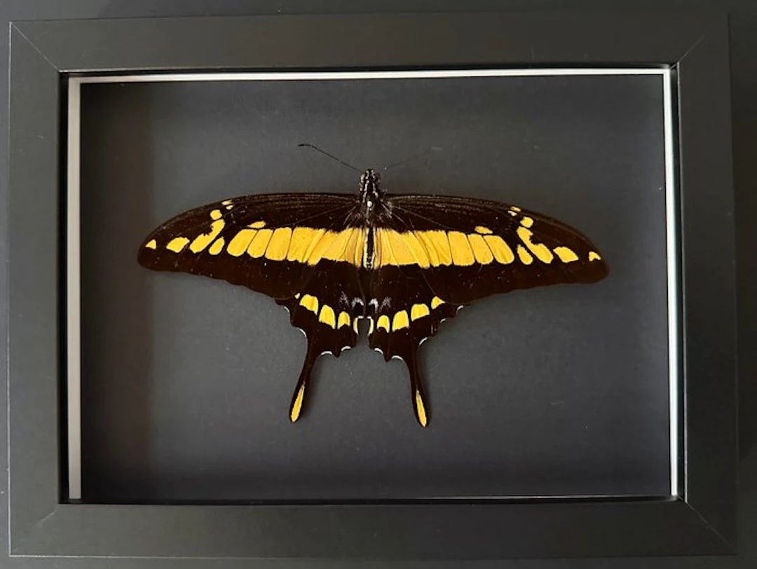Butterfly Taxidermy full body mount - Papilio Thoas - La...
