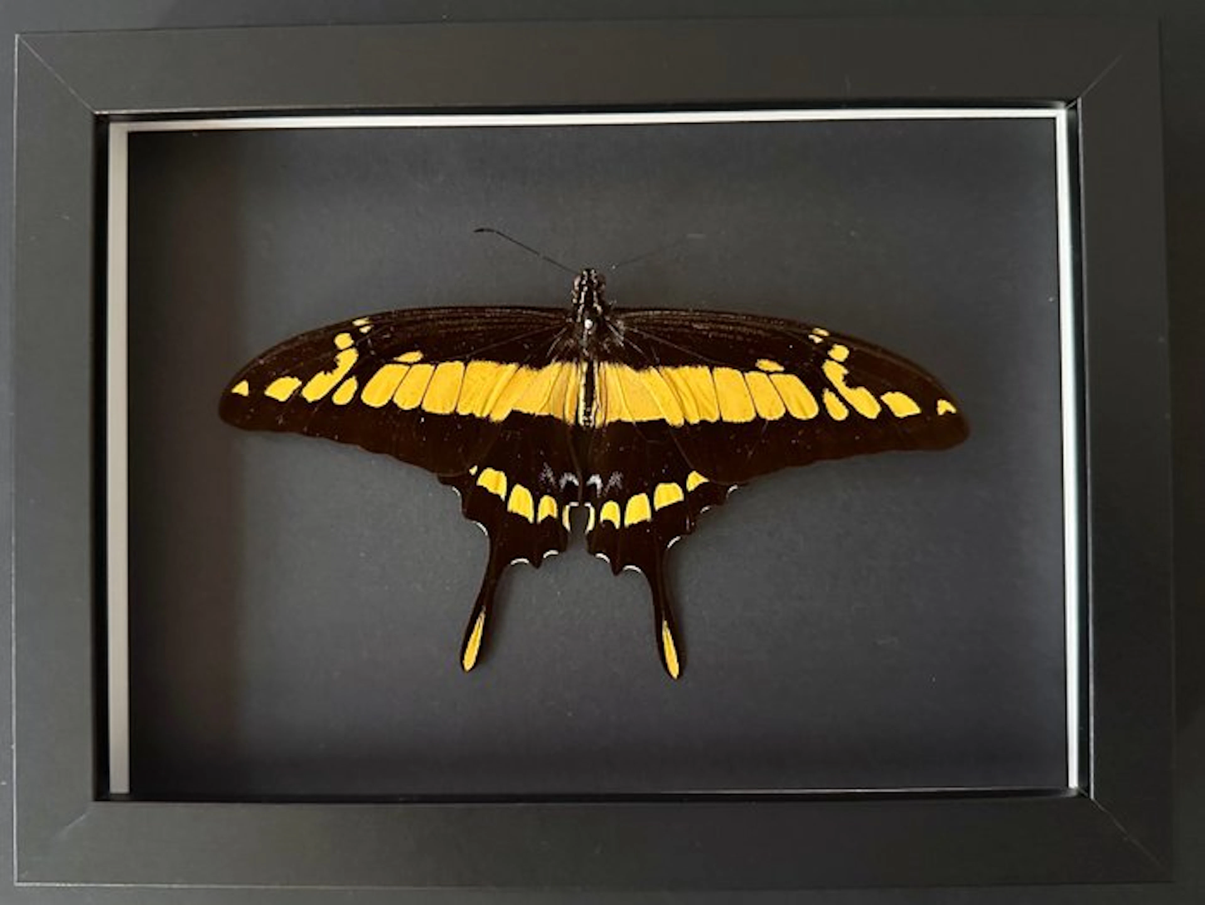 Butterfly Taxidermy full body mount - Papilio Thoas - La...