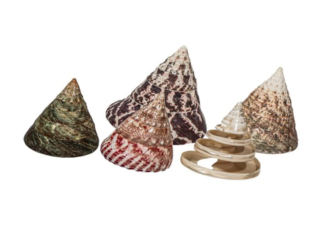 Rochia Collection (5 pieces) | Ø 5.0 to 8.0 cm | Top...