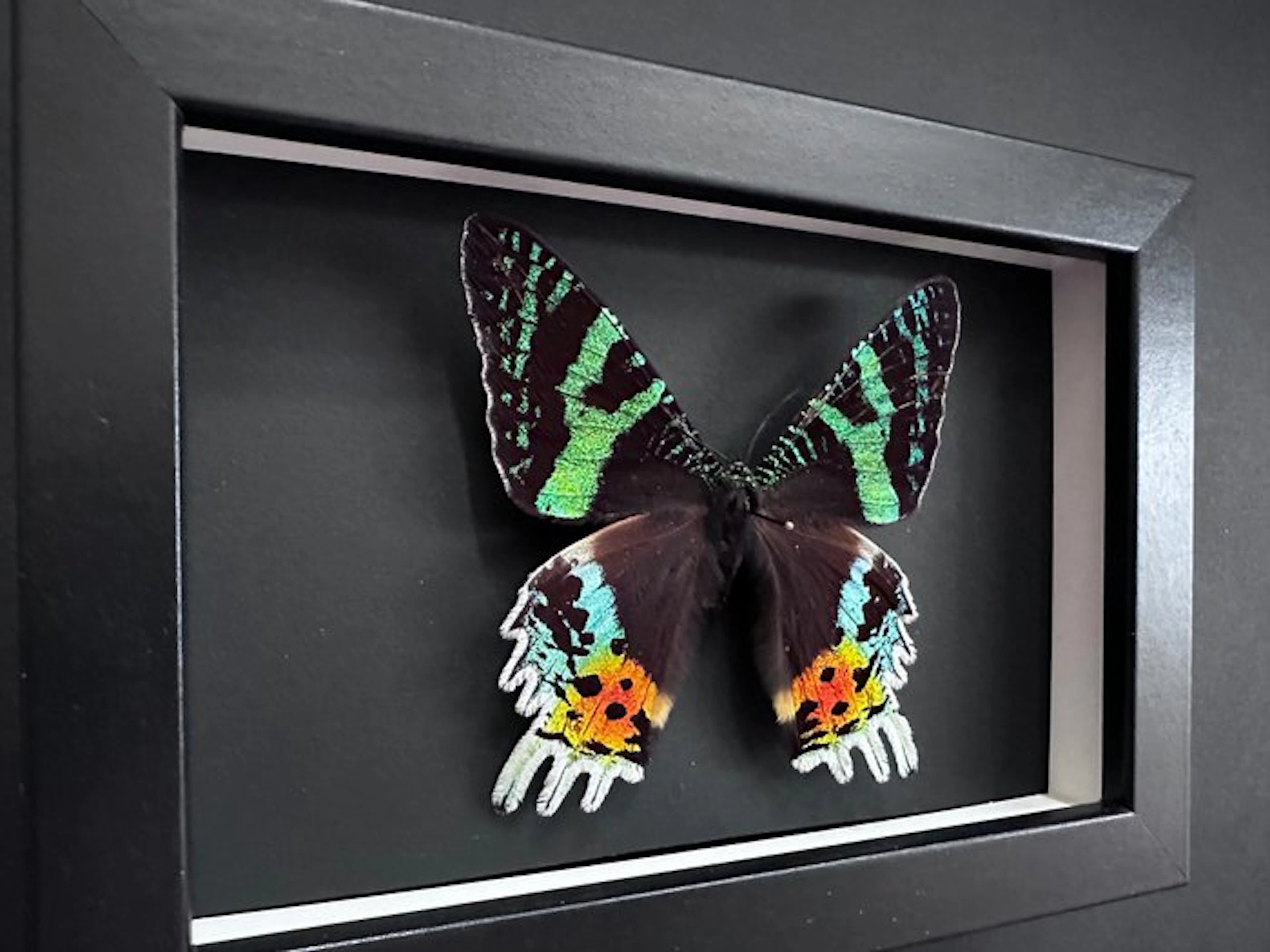 Butterfly Taxidermy full body mount - Urania Ripheus - 15...